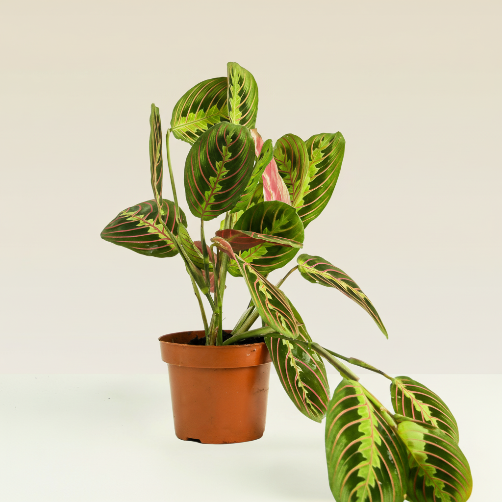 Prayer Plant