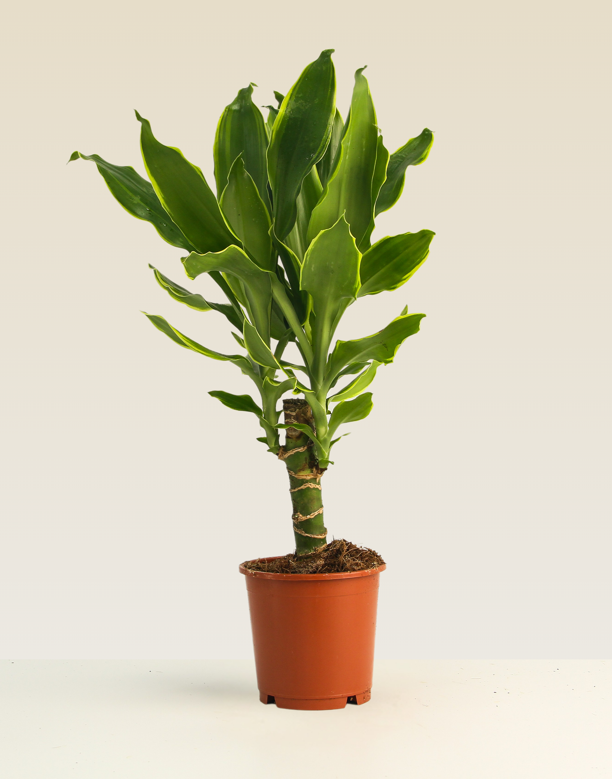 Dracaena Golden Coast