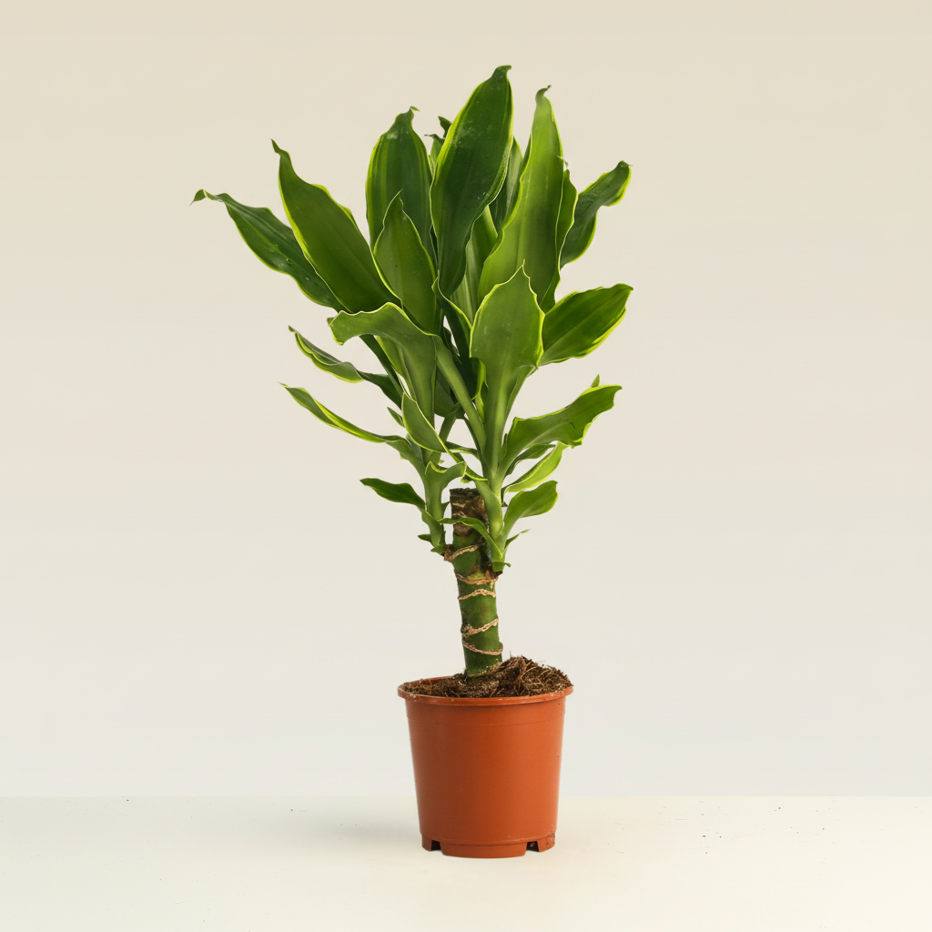 Dracaena Golden Coast