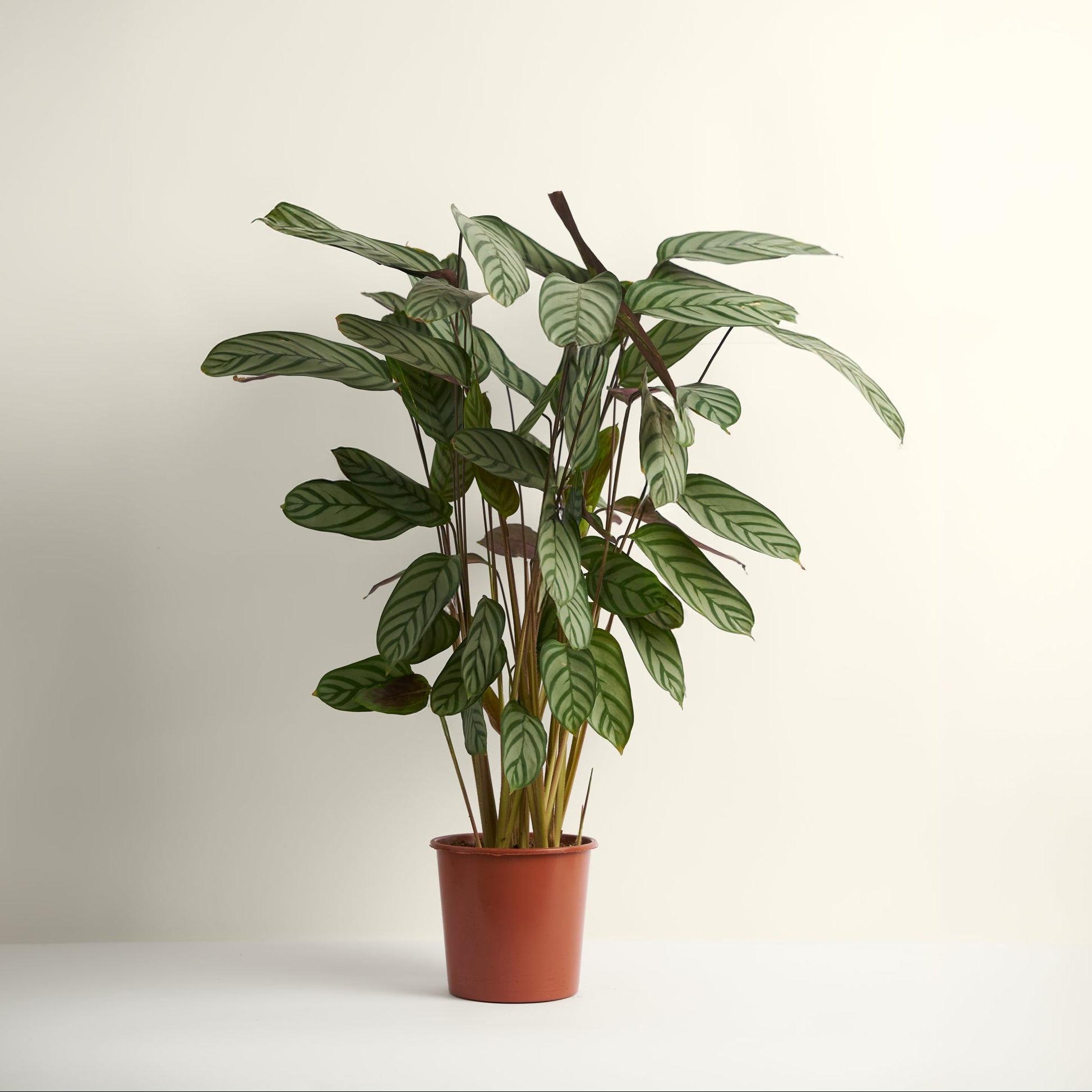 Calathea Oppenheimiana