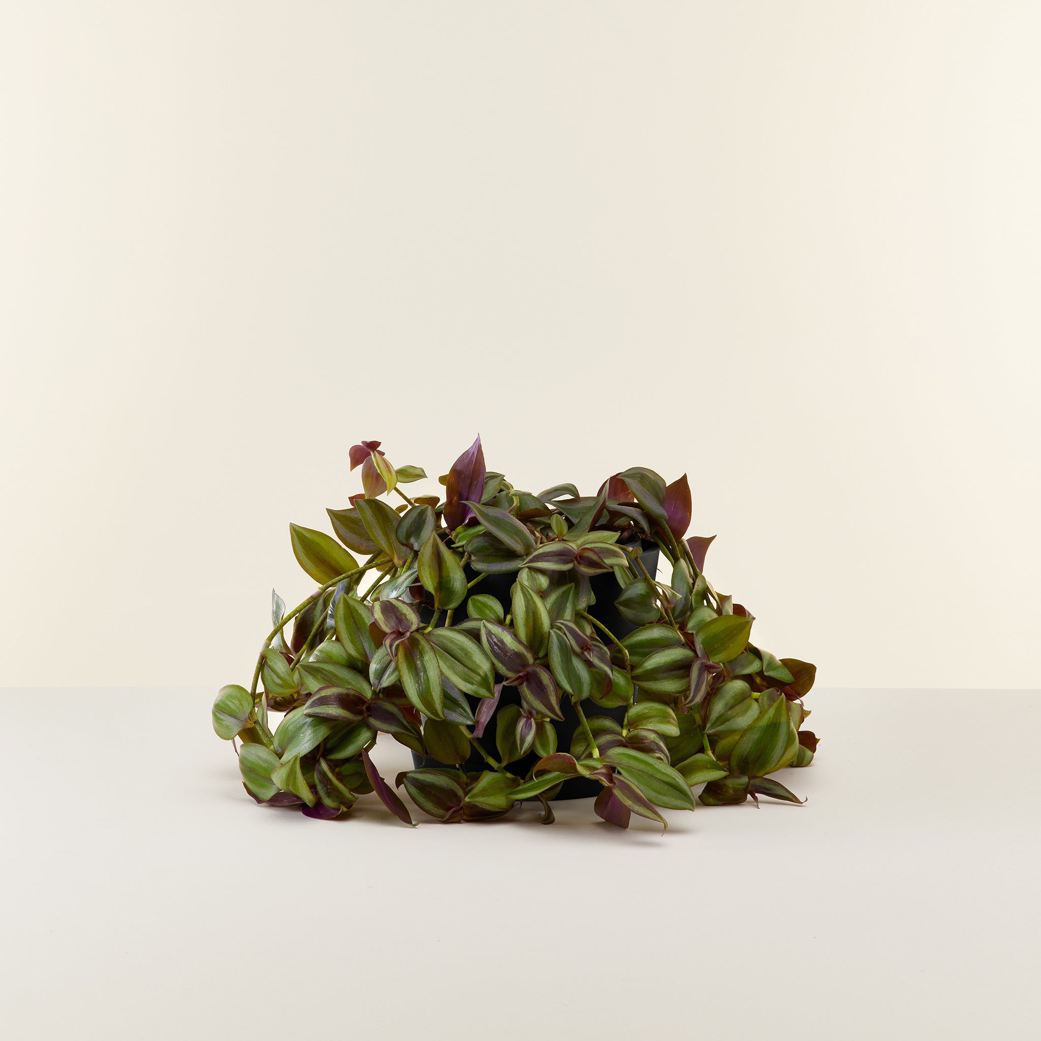 Tradescantia Zebrina