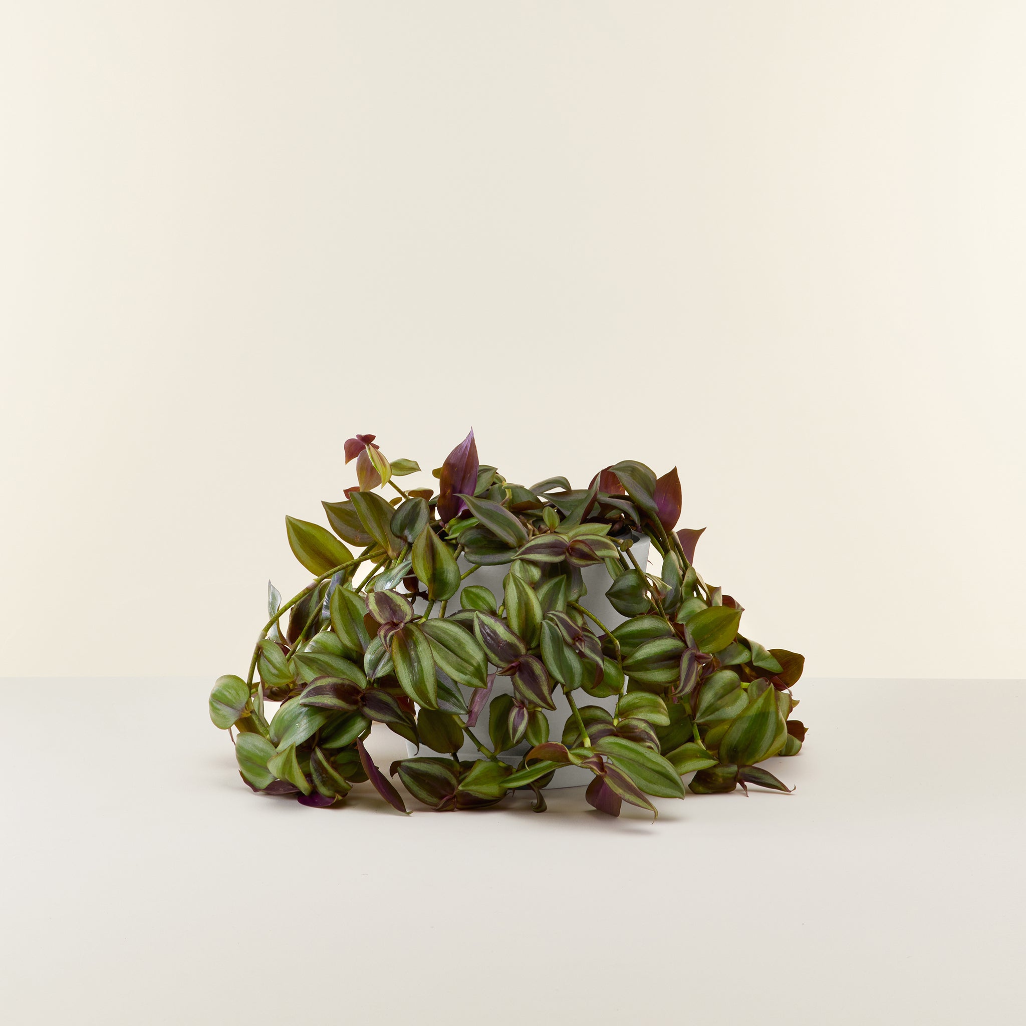 Tradescantia Zebrina