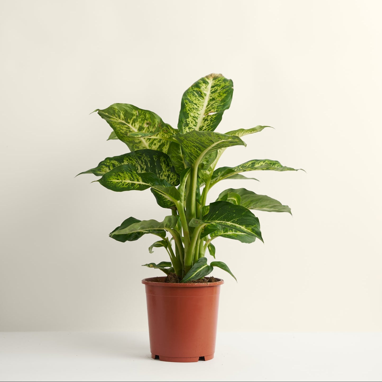 Dieffenbachia Sublime