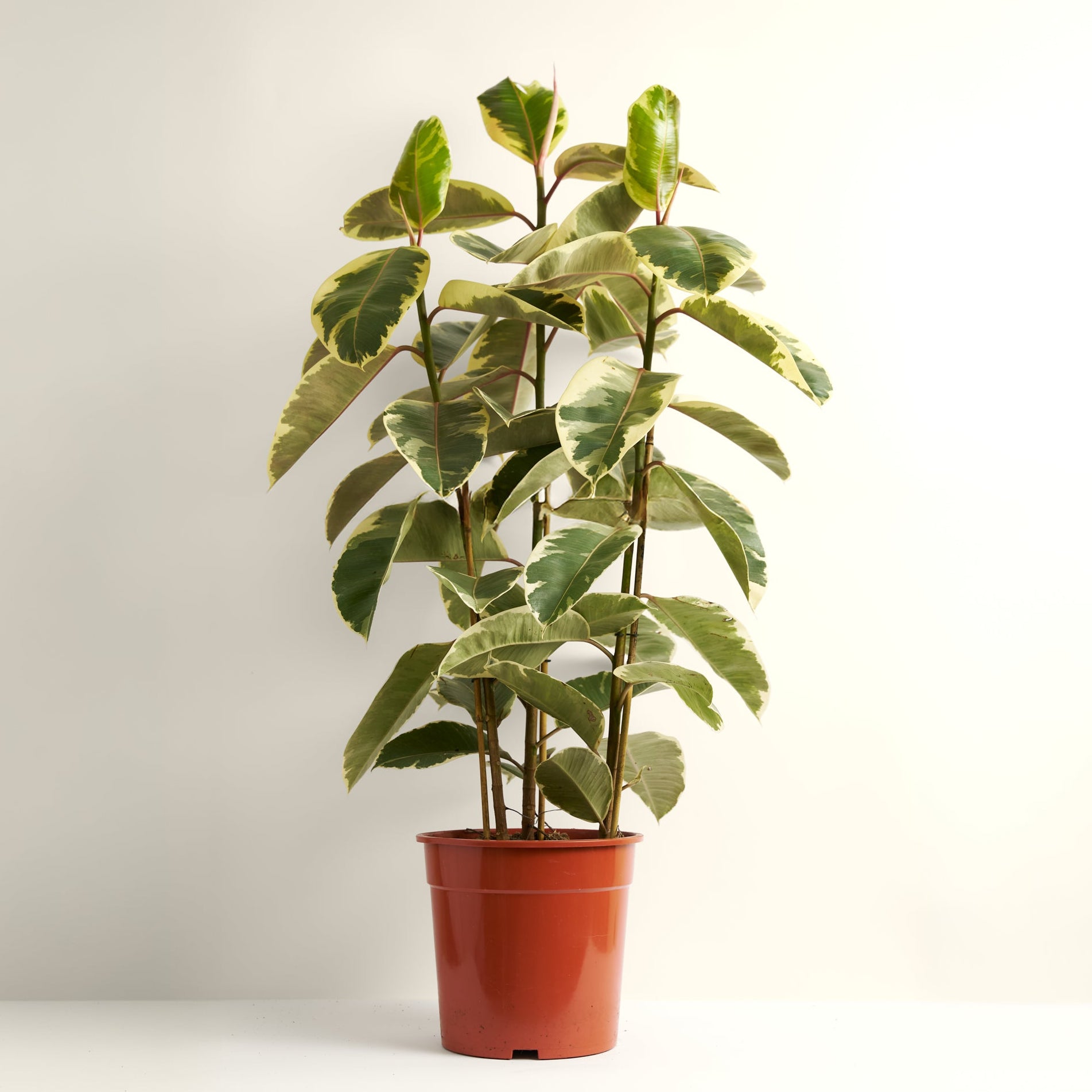 Ficus Tineke