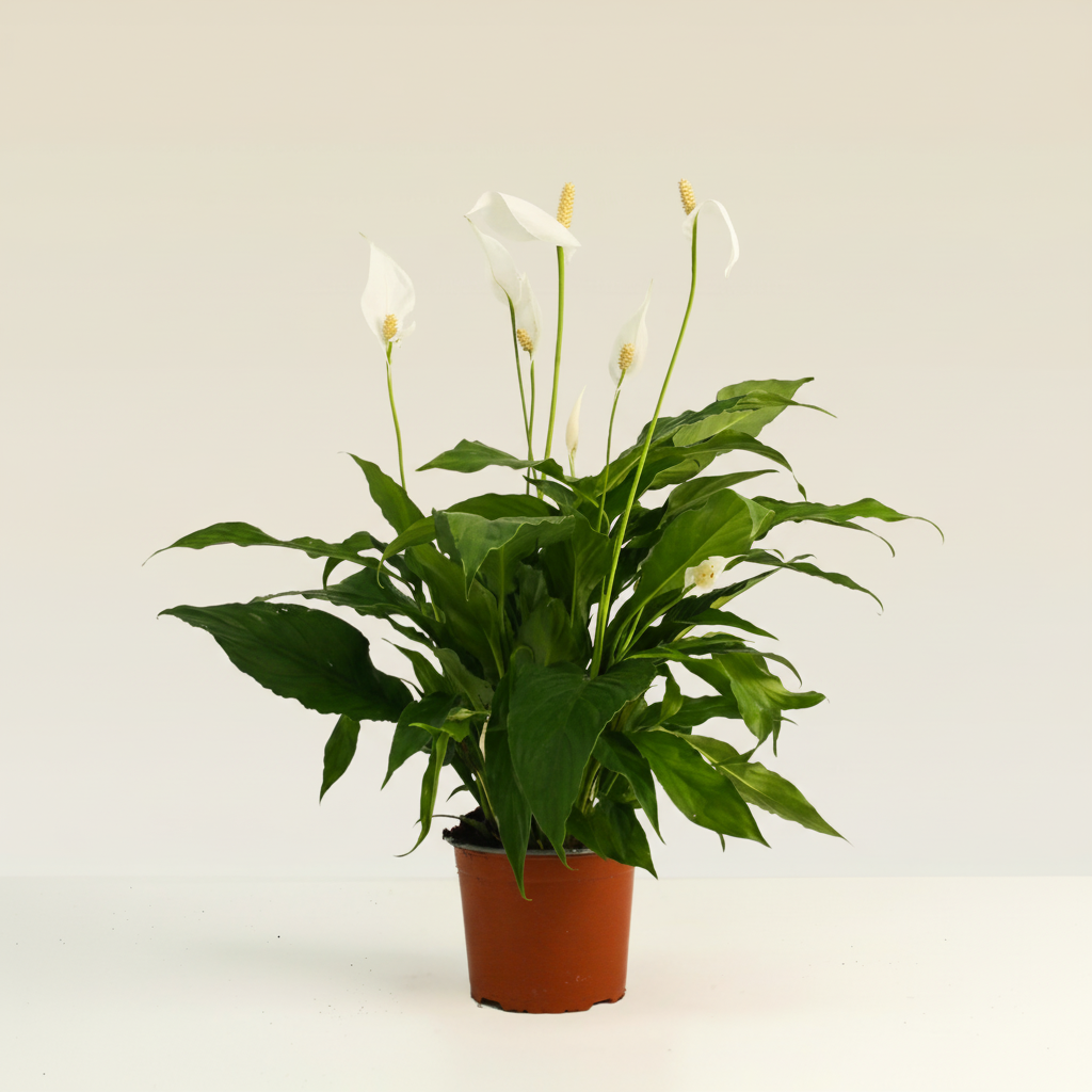 Peace Lily