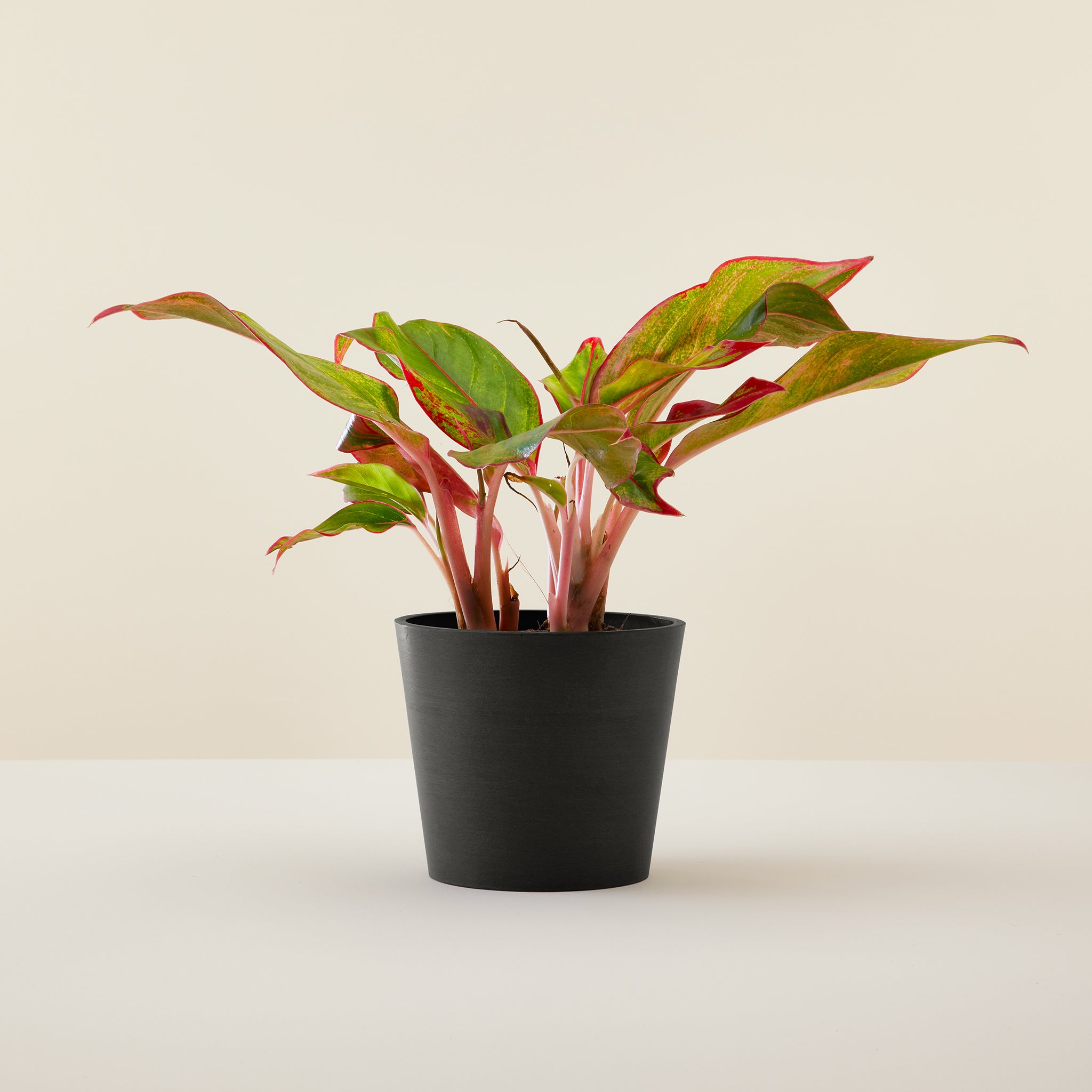 Aglaonema Pink