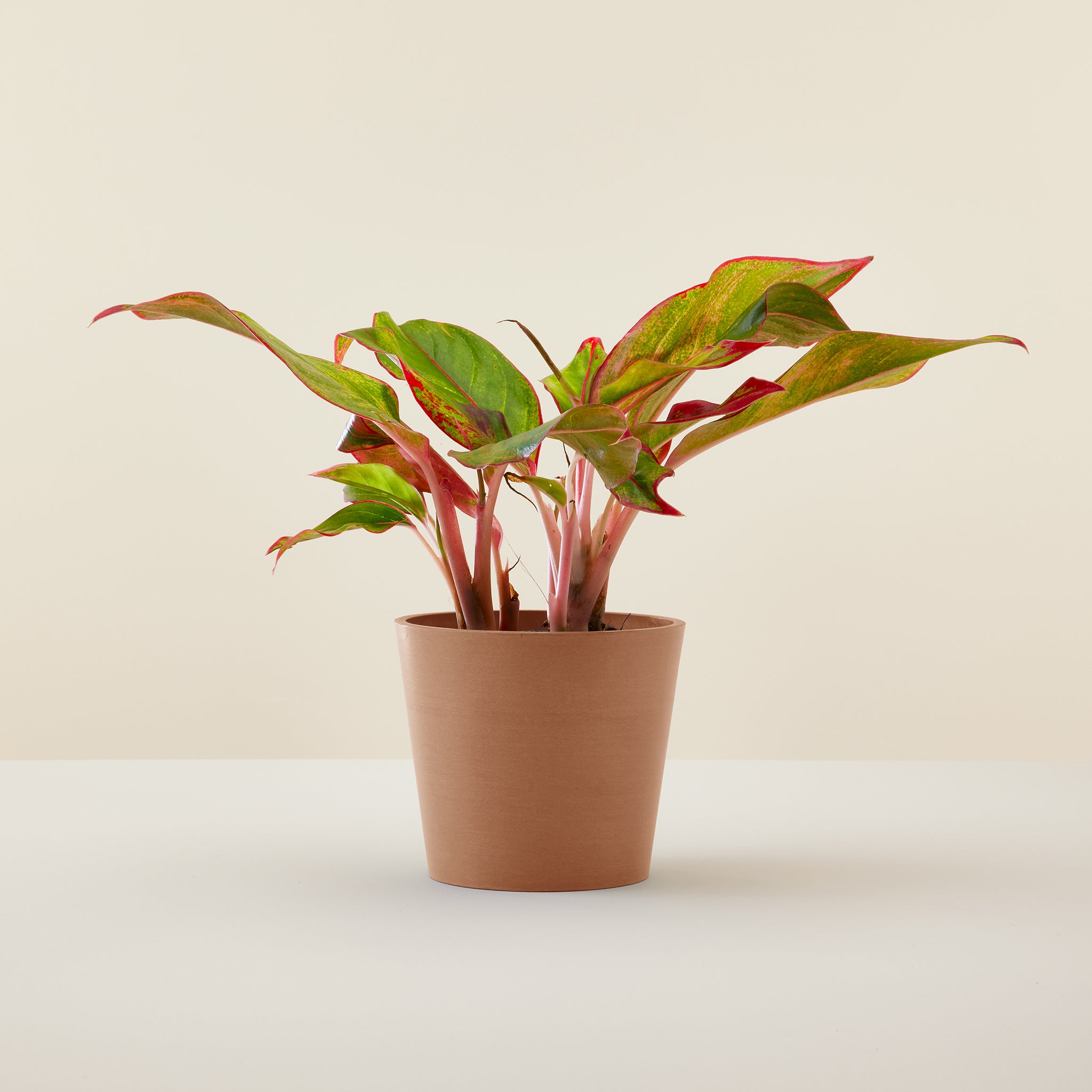 Aglaonema Pink