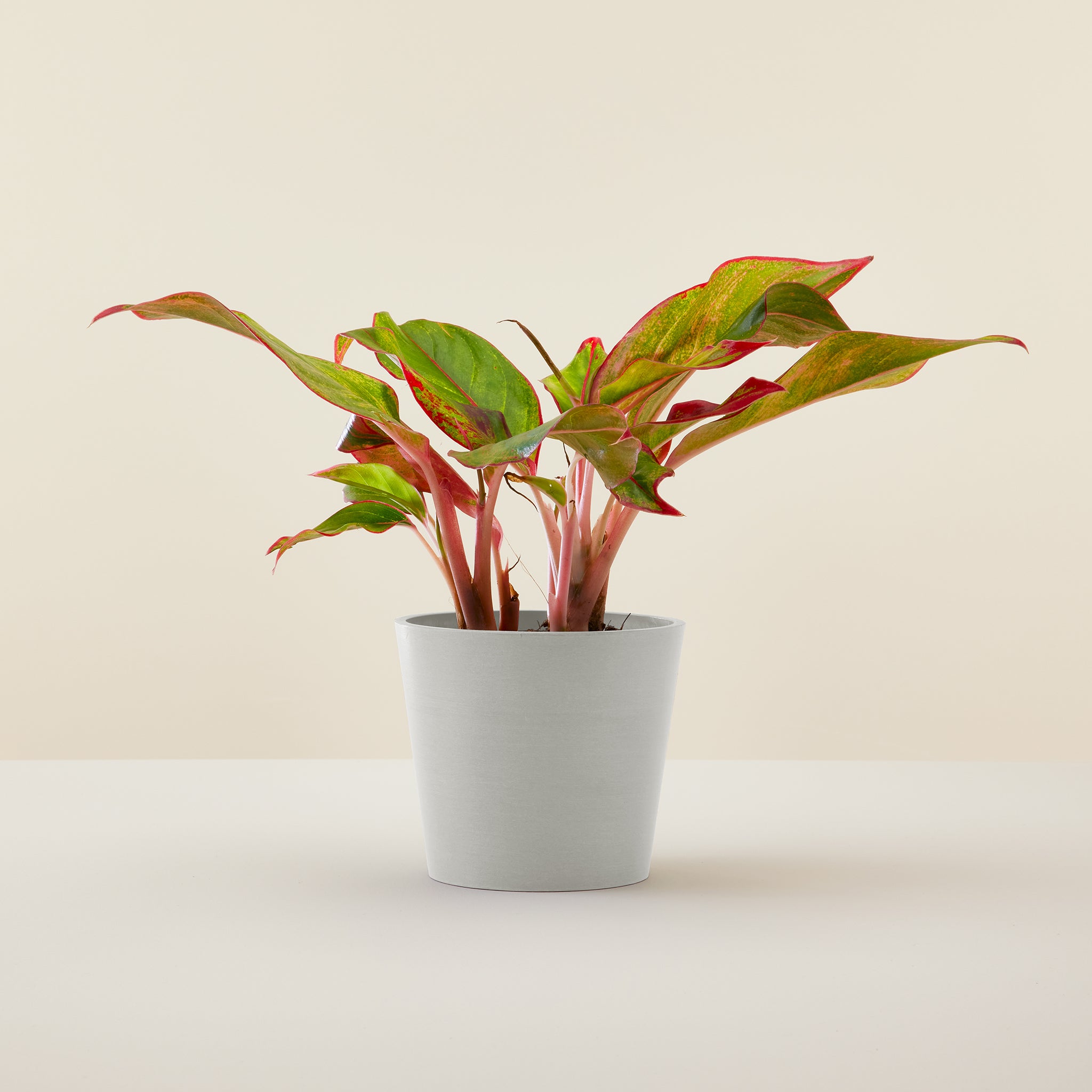 Aglaonema Pink