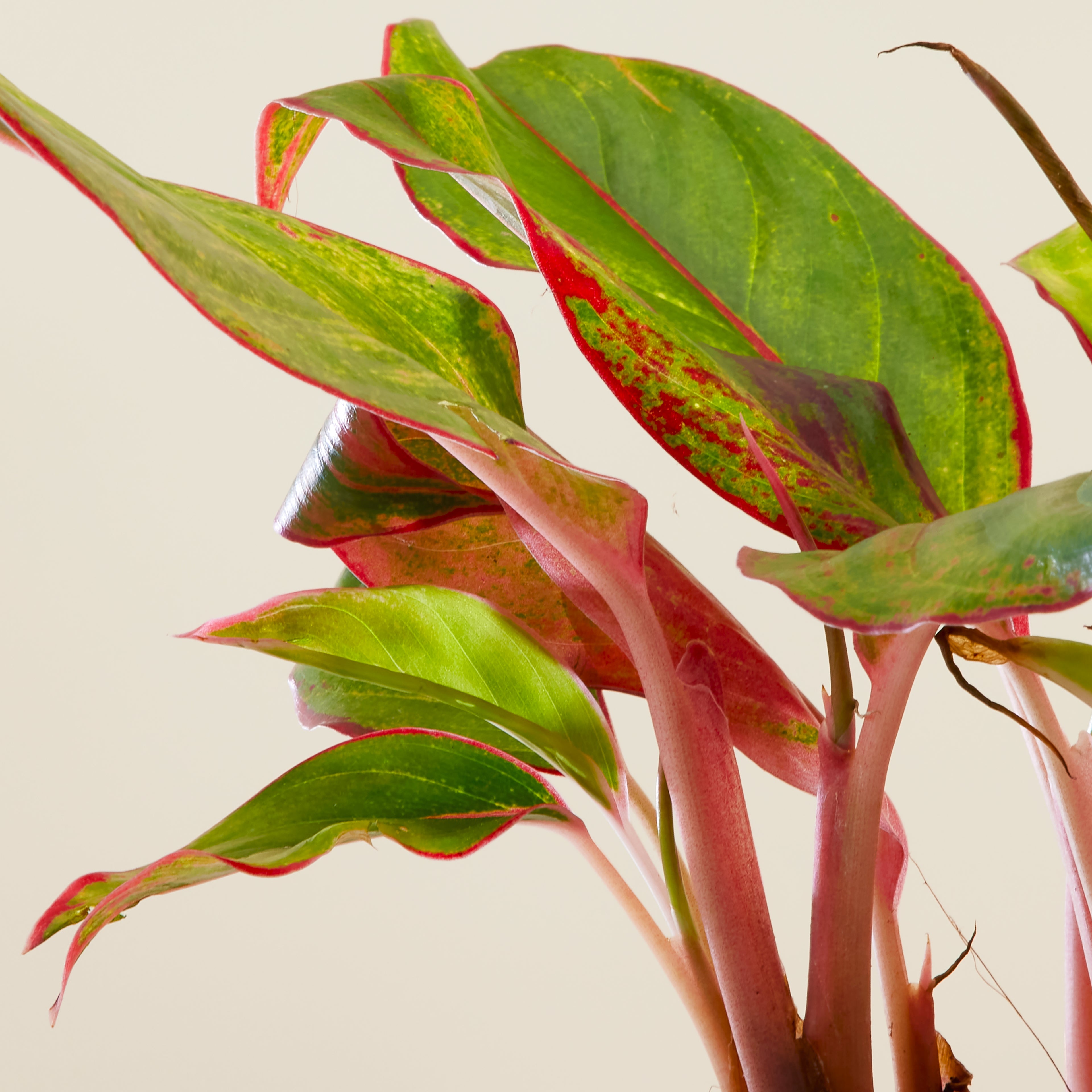 Aglaonema Pink
