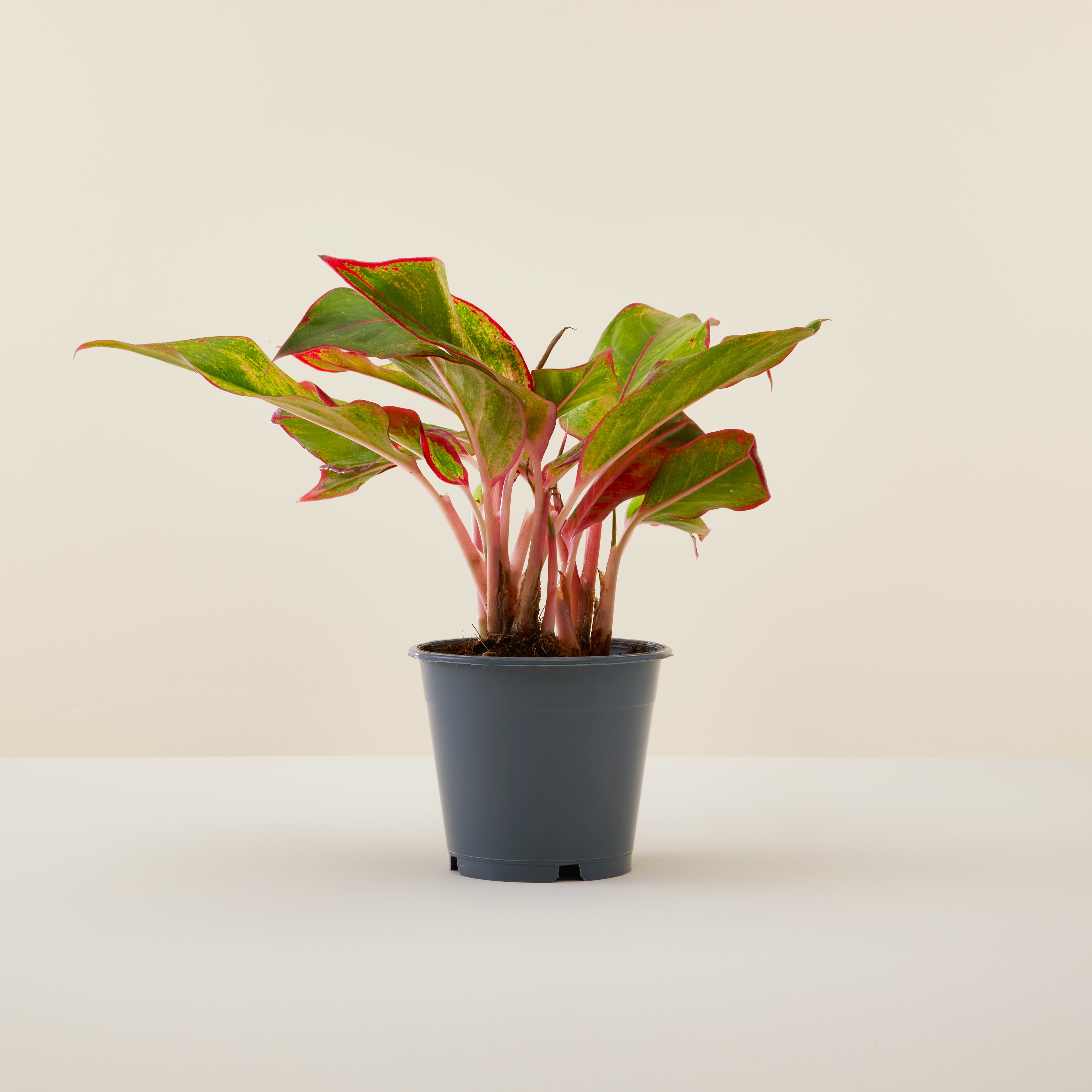 Aglaonema Pink