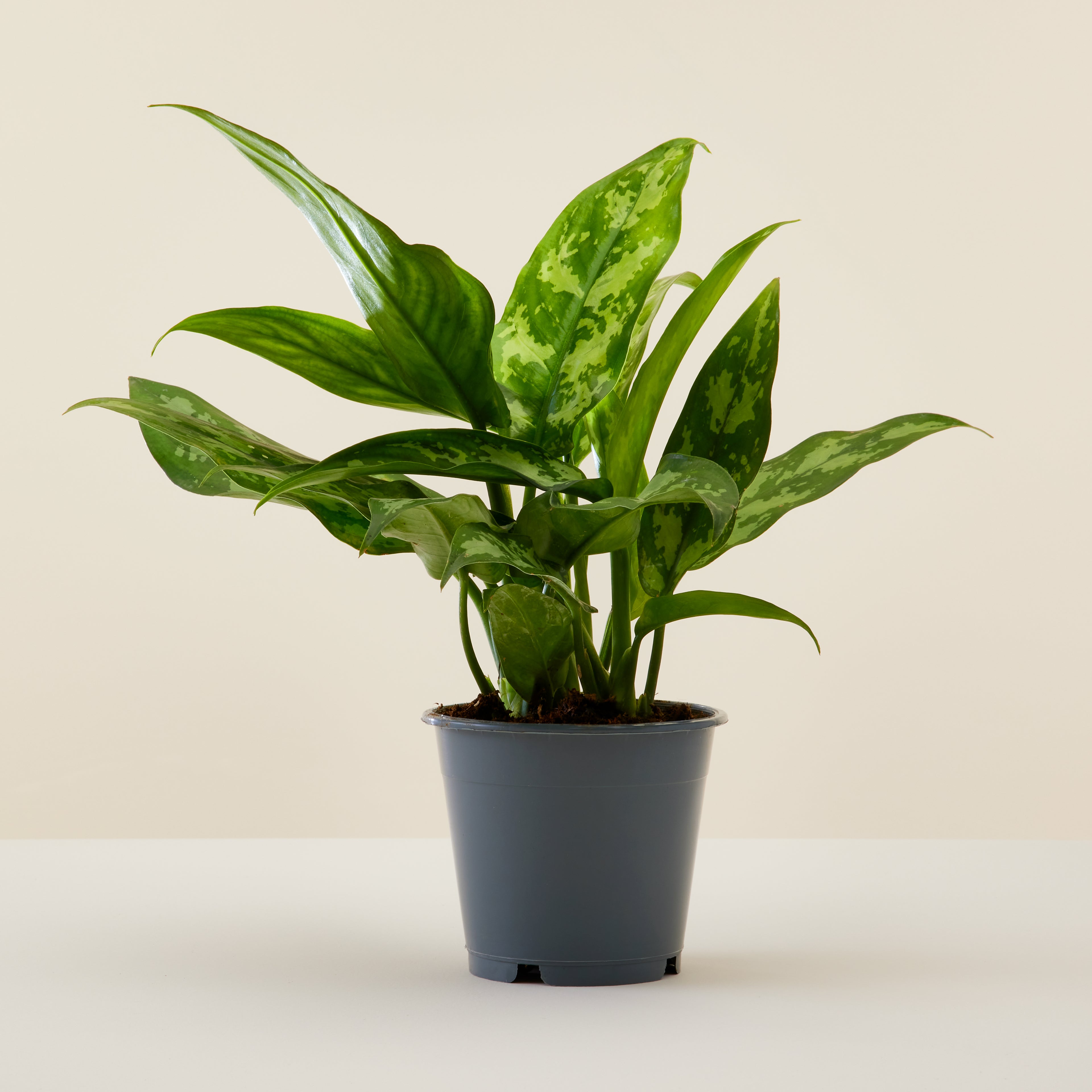 Aglaonema Green