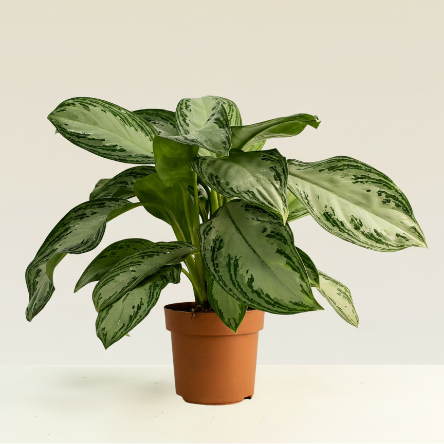 Aglaonema Silver Bay
