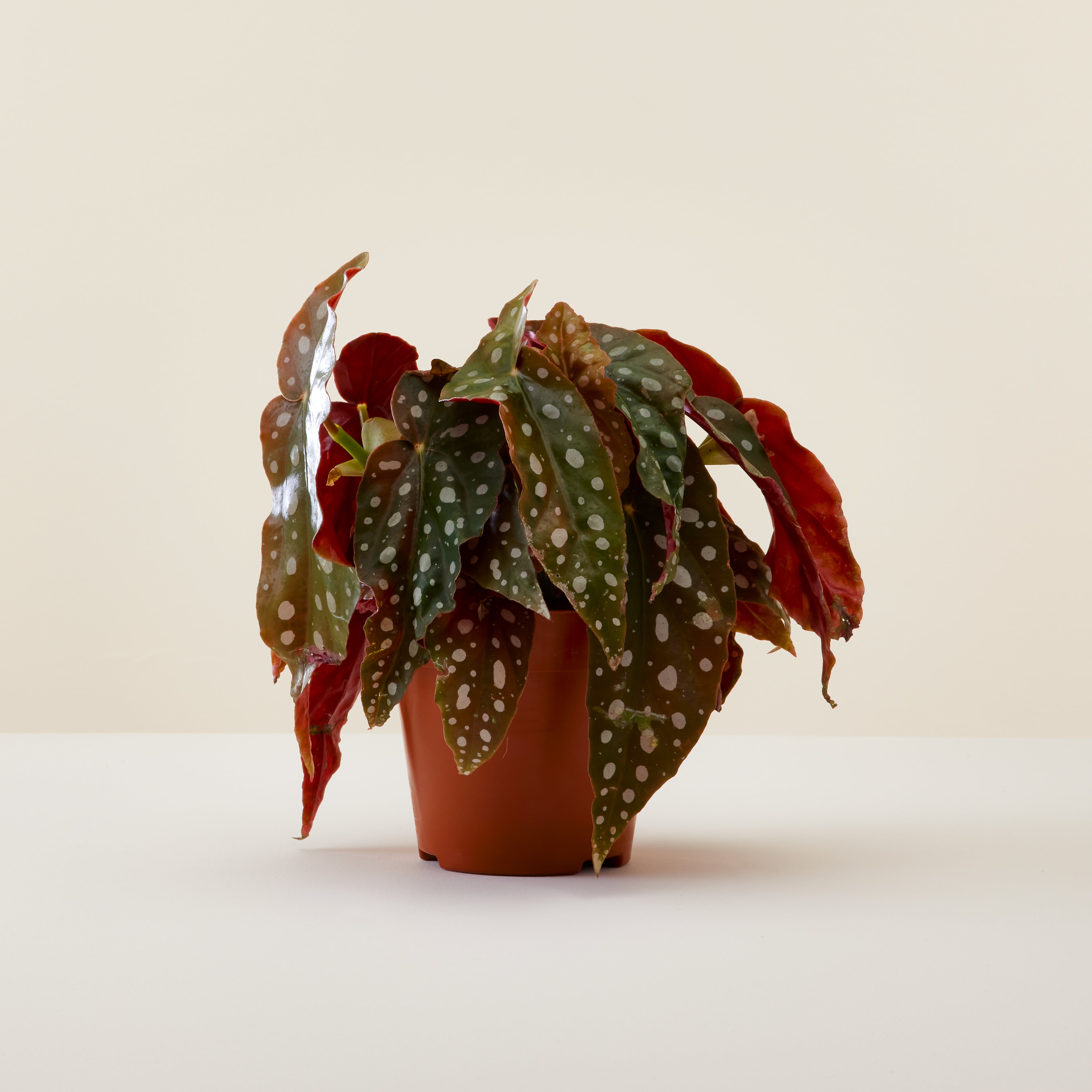 Begonia Black Forest