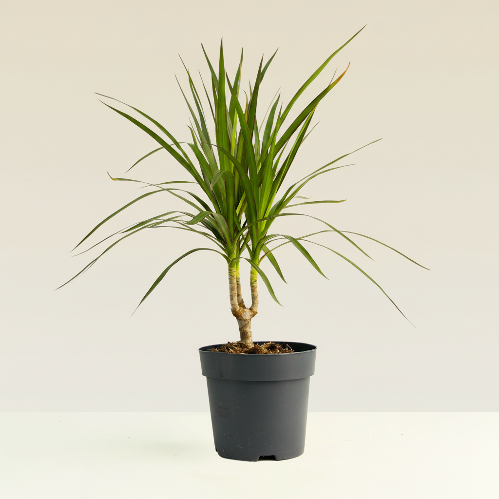 Dracaena Marginata