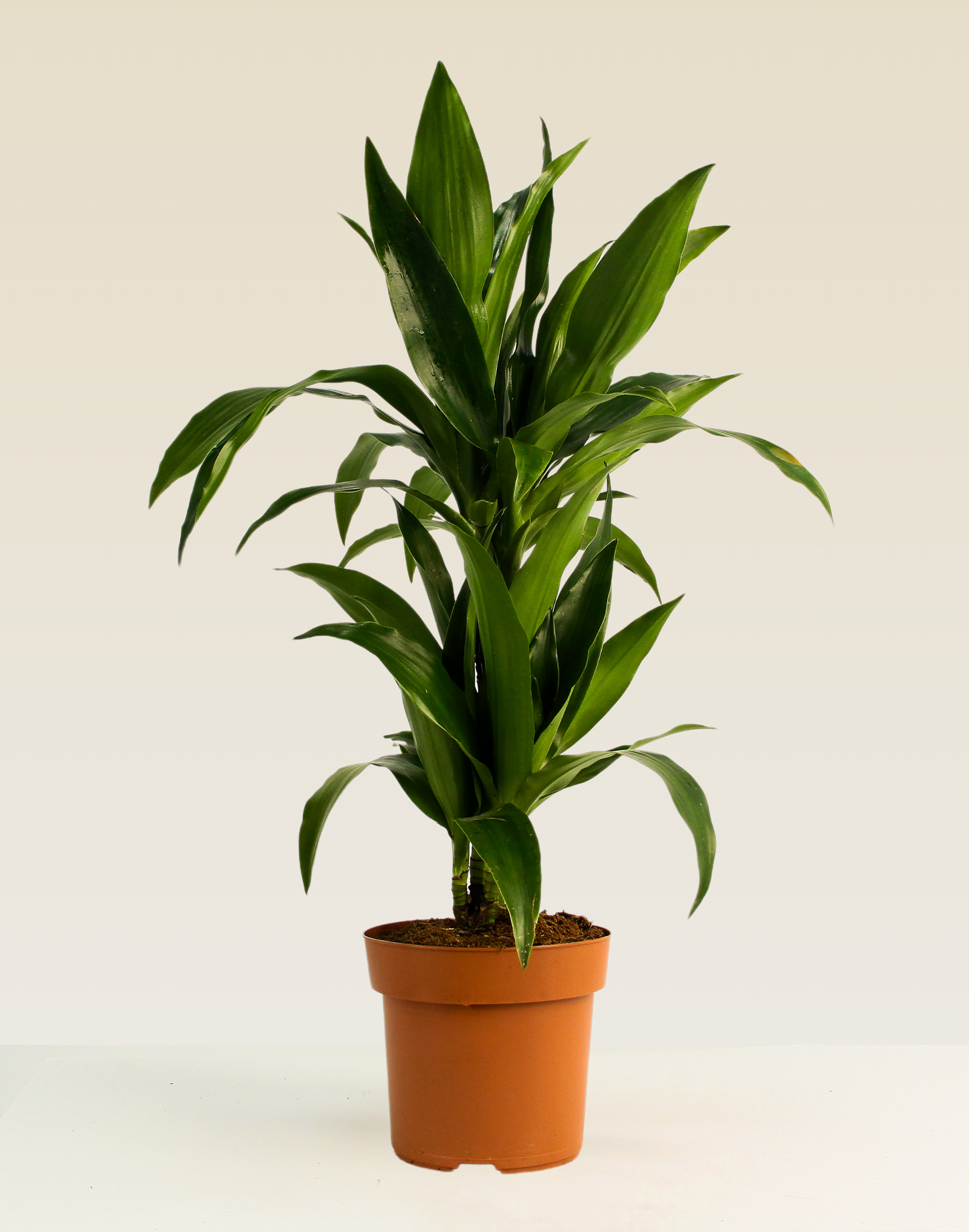 Dracaena Janet Craig