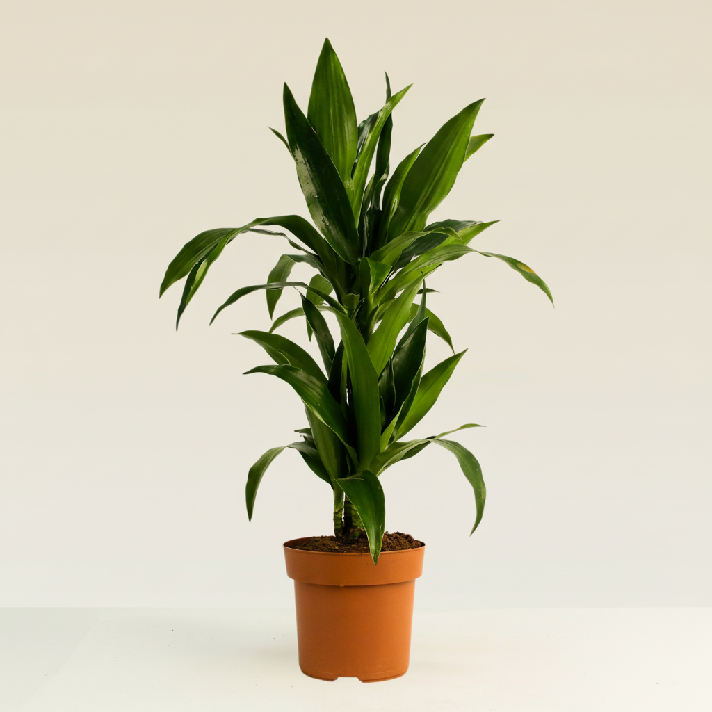 Dracaena Janet Craig
