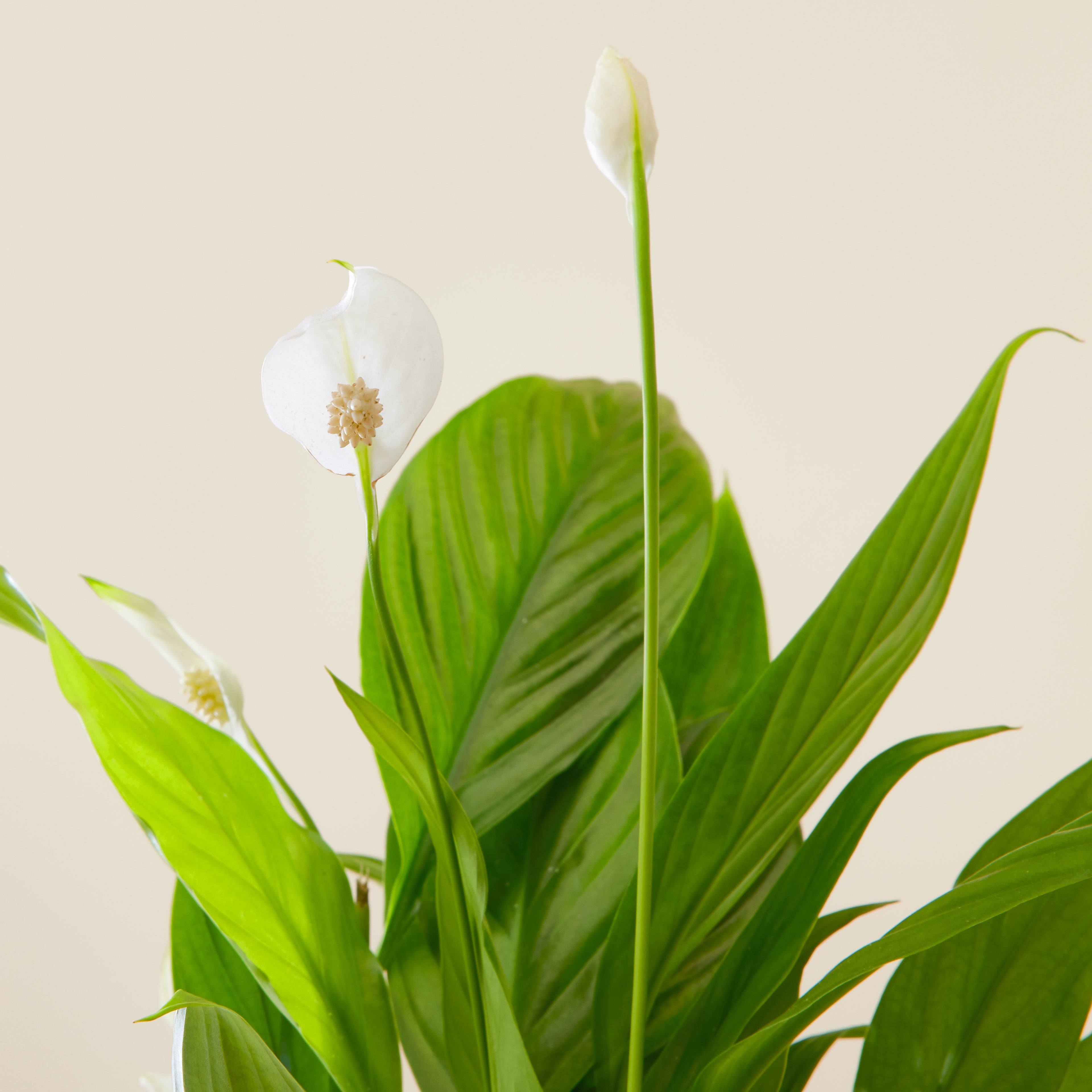 Peace Lily