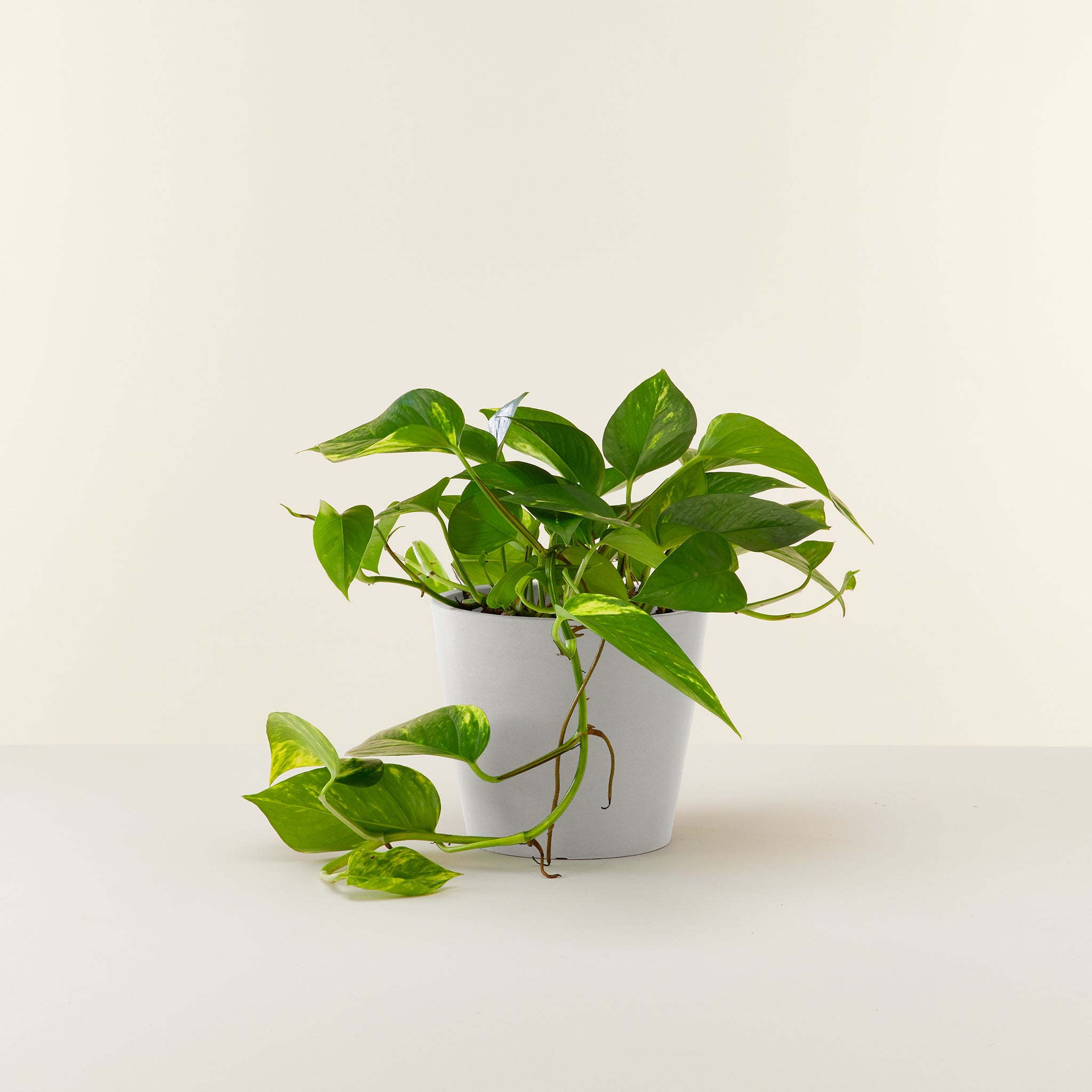 Money Plant