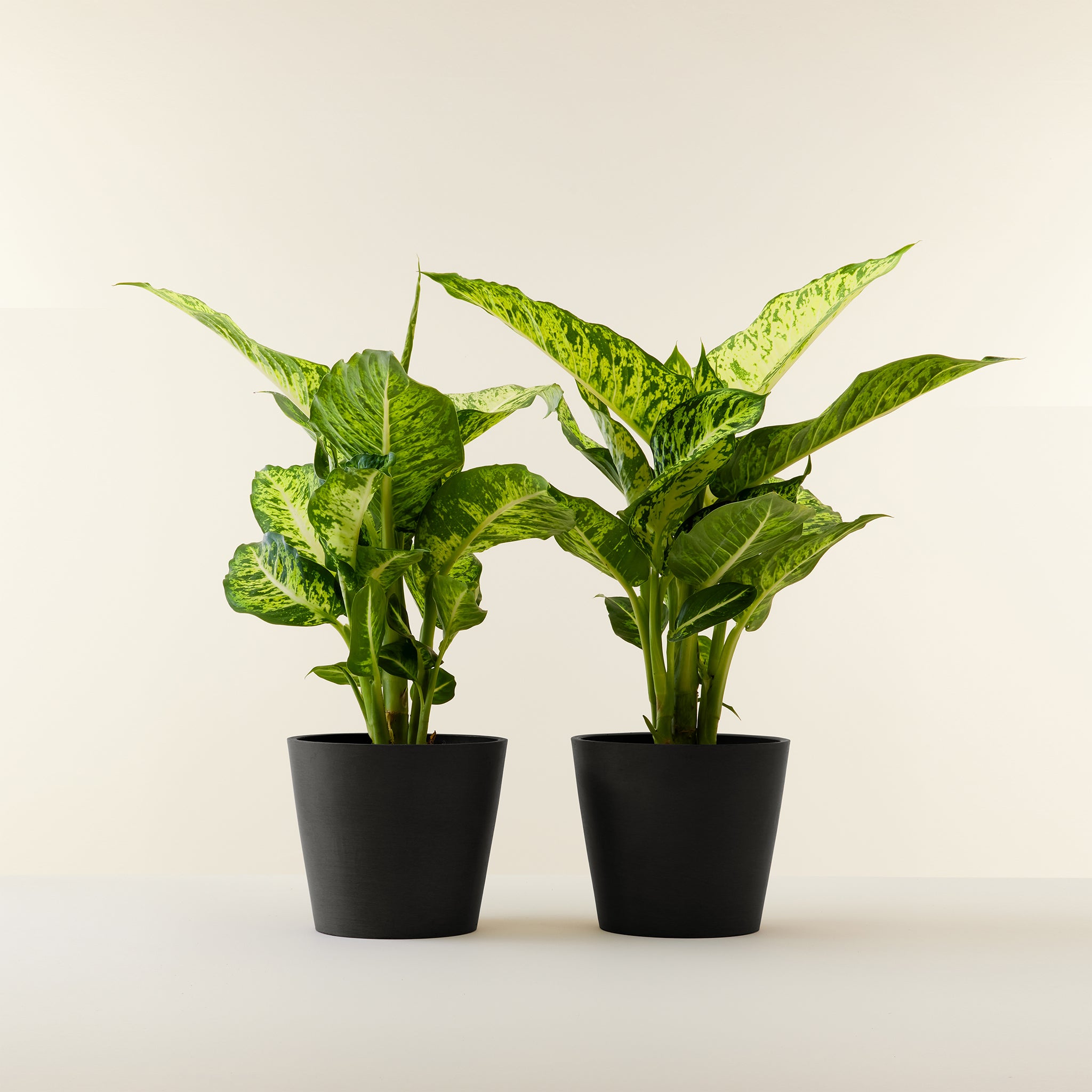 dieffenbachia sublime care Dieffenbachia Sublime – Studio Chloro