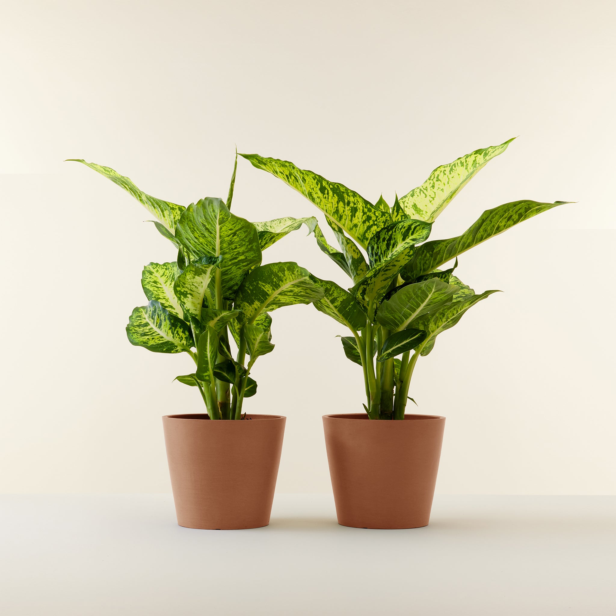 Dieffenbachia Sublime