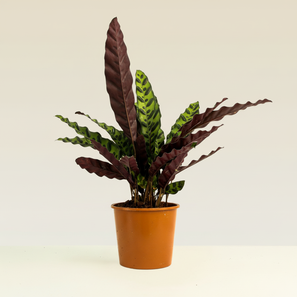 Rattlesnake Plant