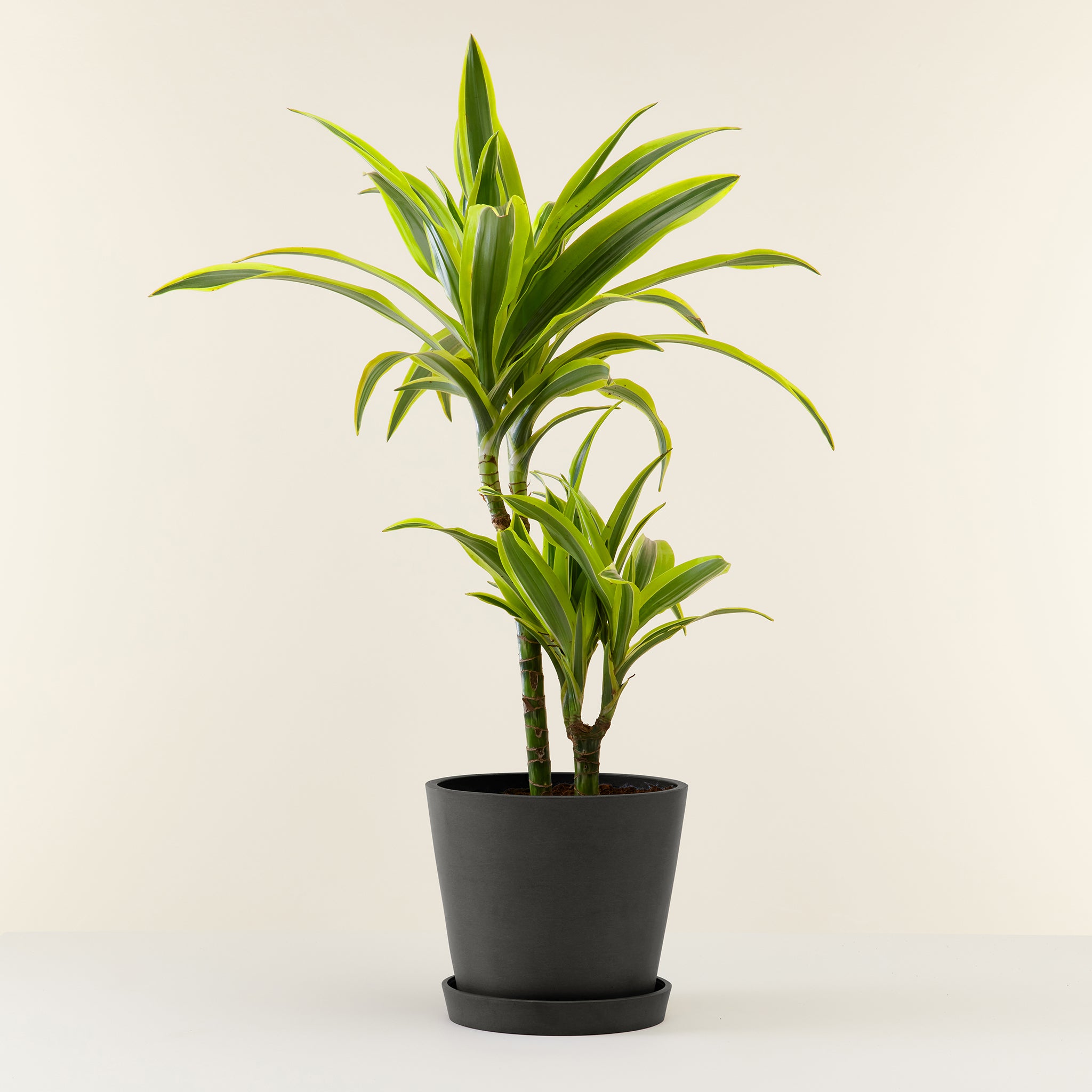 Dracaena Lemon Lime