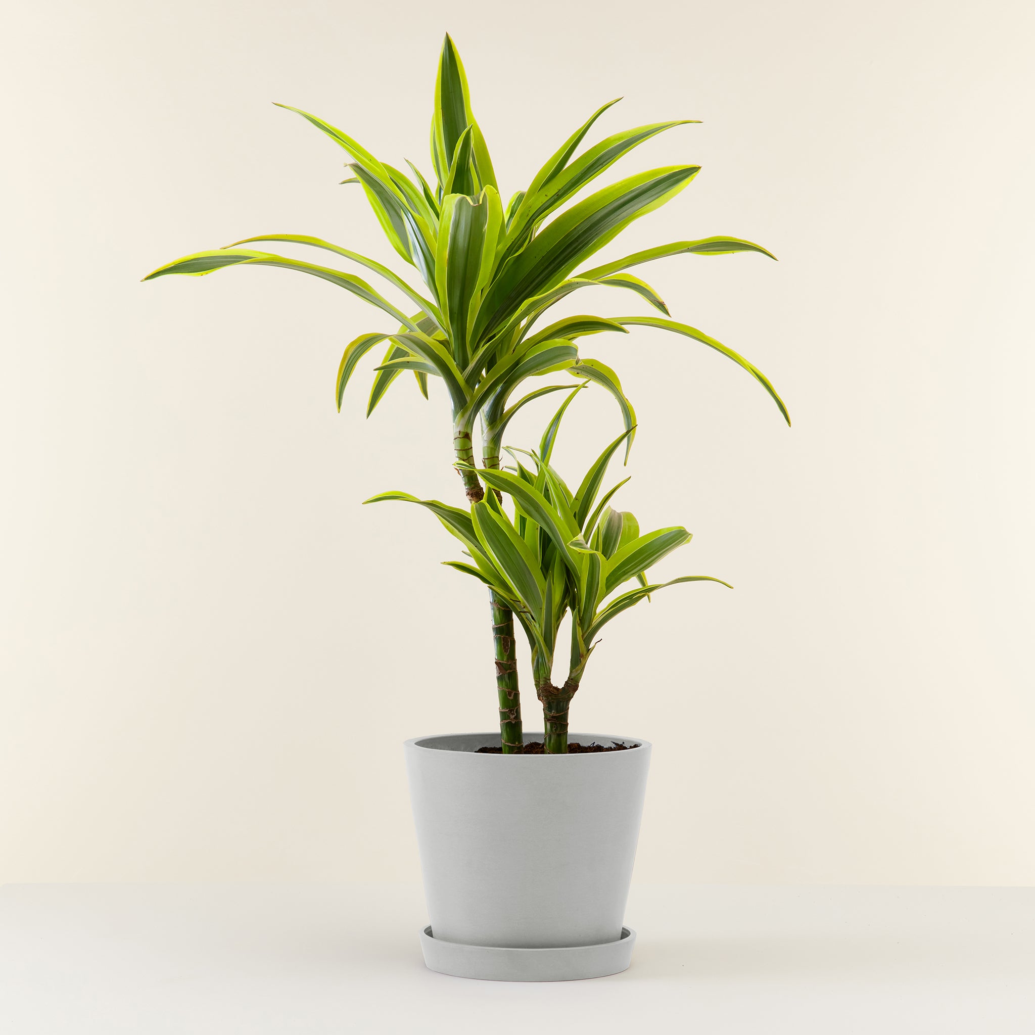 Dracaena Lemon Lime