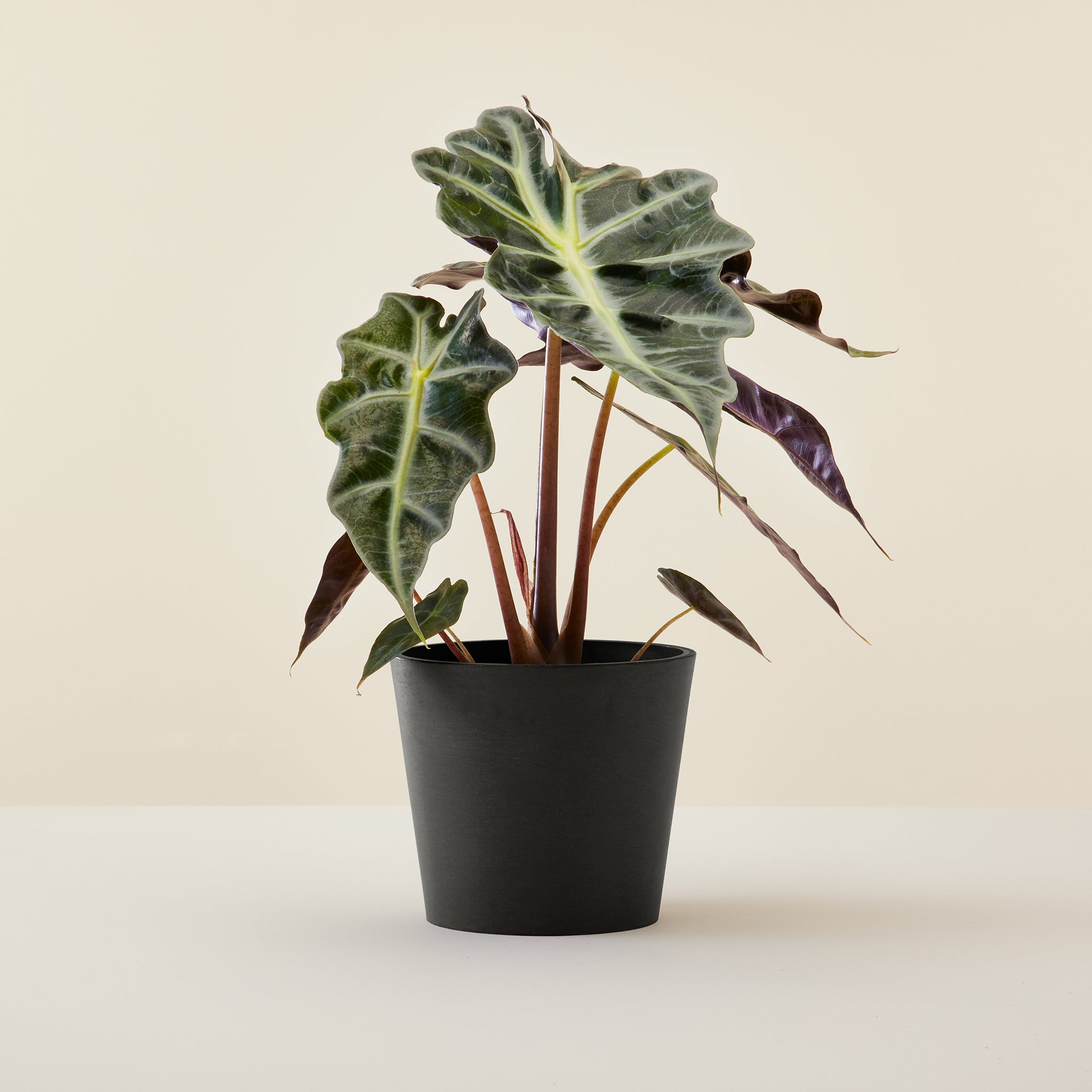 Alocasia Polly