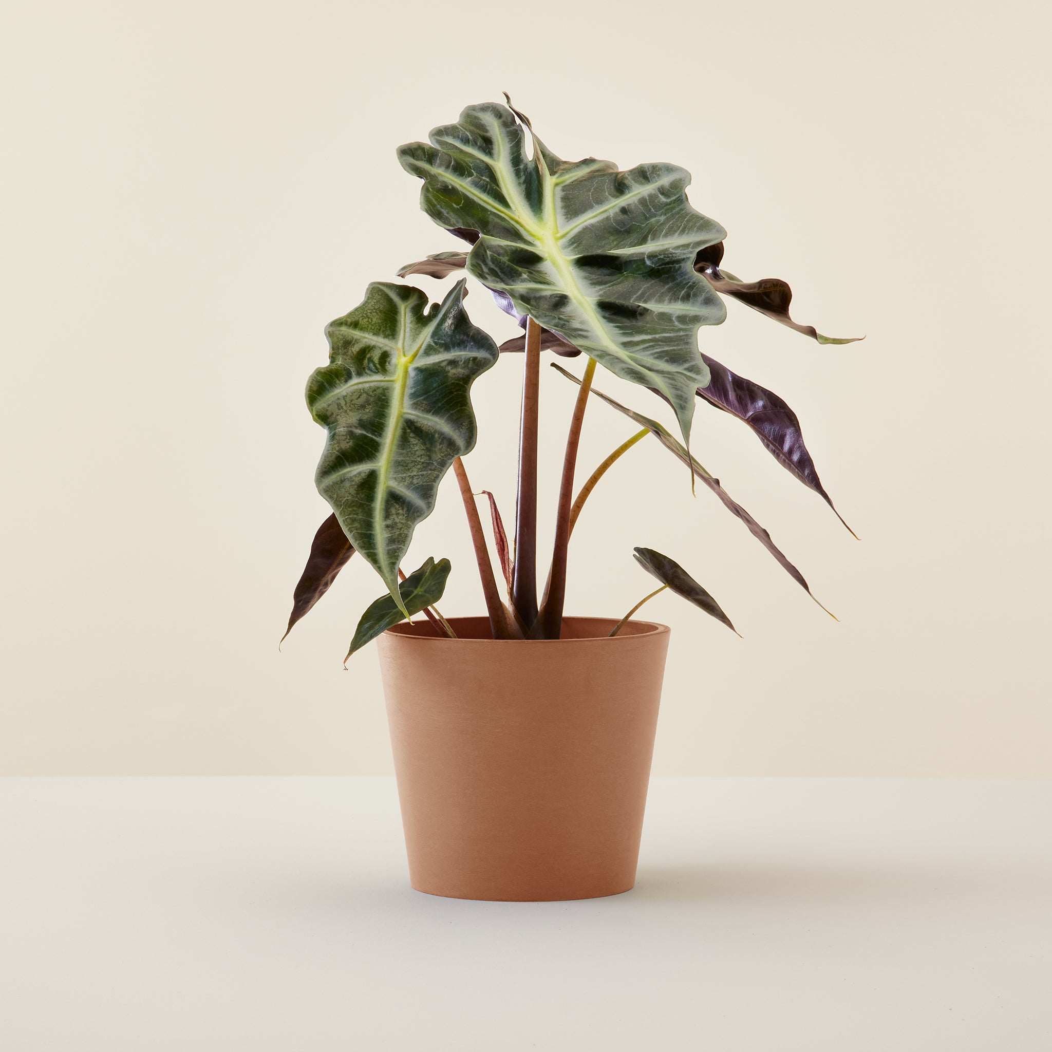 Alocasia Polly