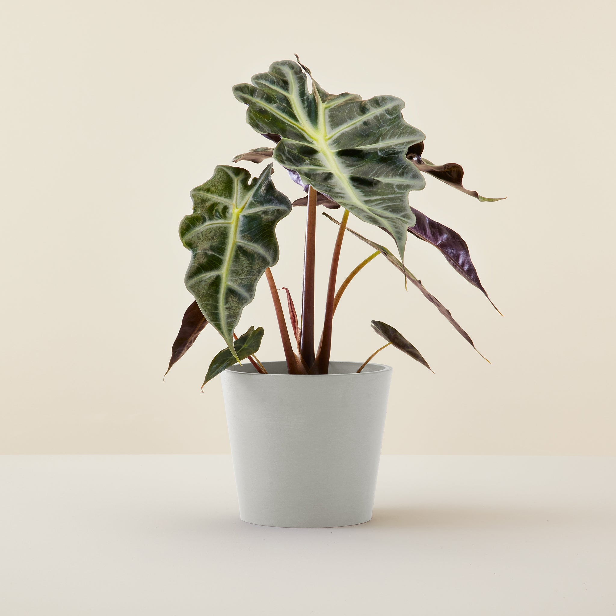 Alocasia Polly