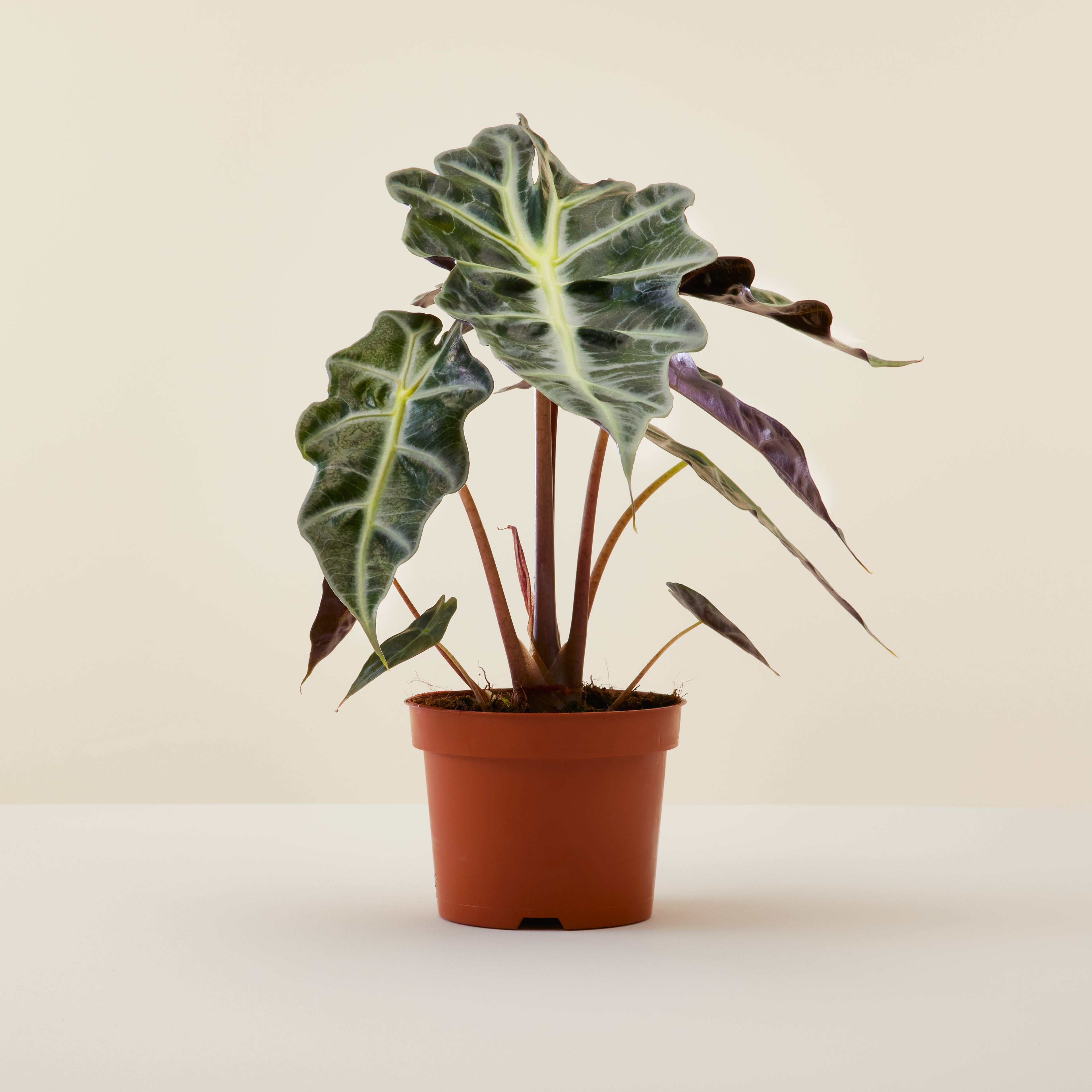 Alocasia Polly