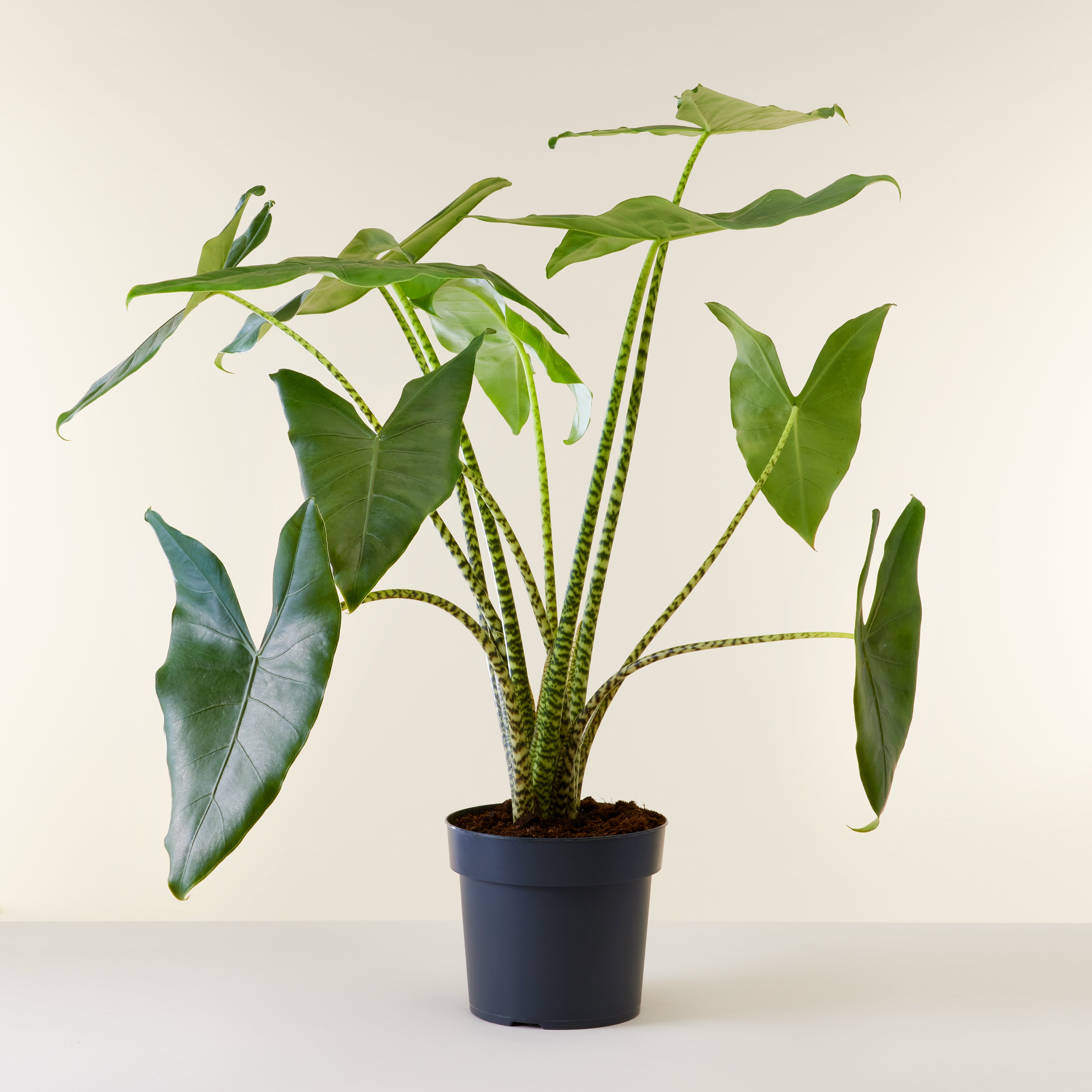 Alocasia Zebrina