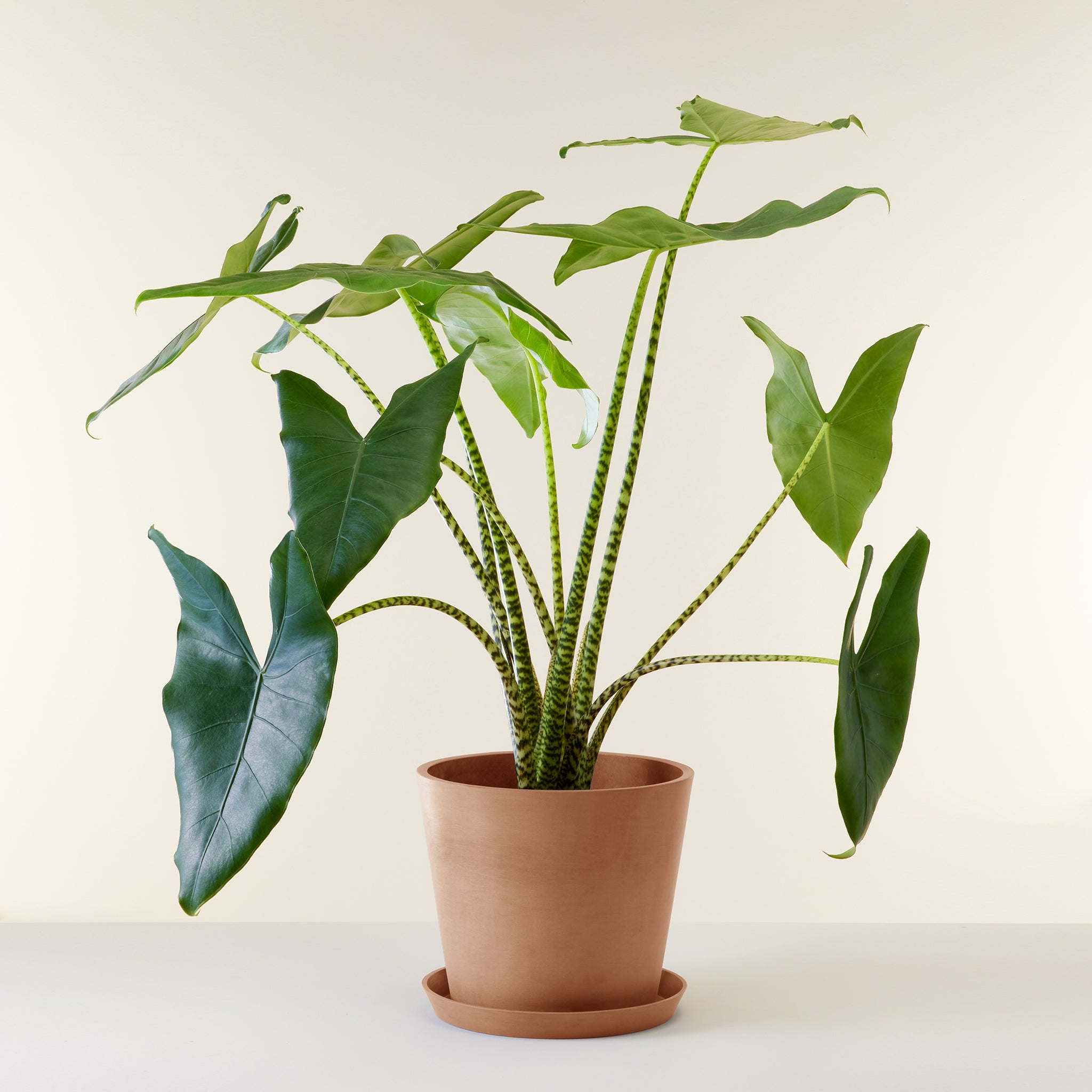 Alocasia Zebrina