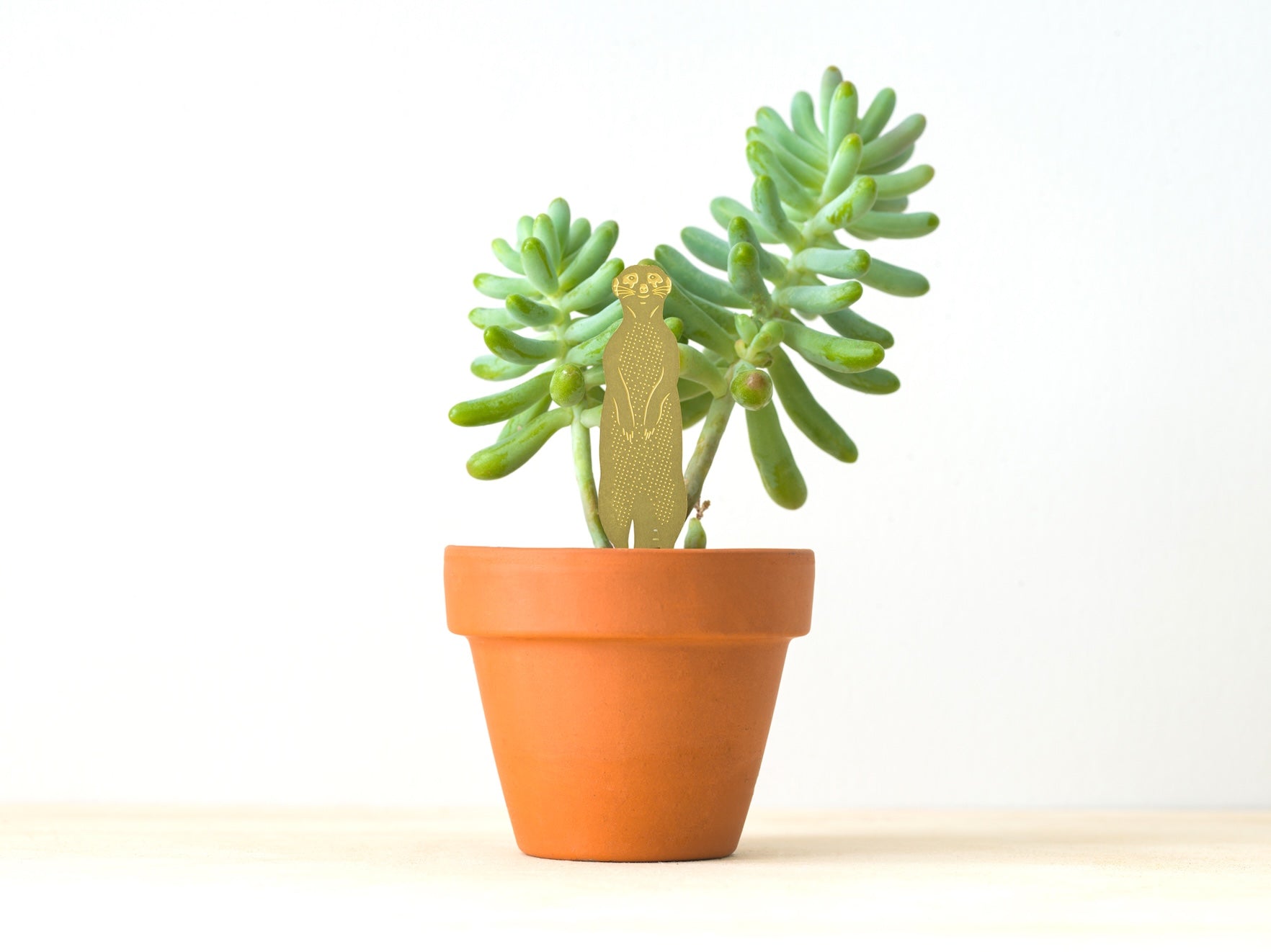 Plant Animals - Meerkat