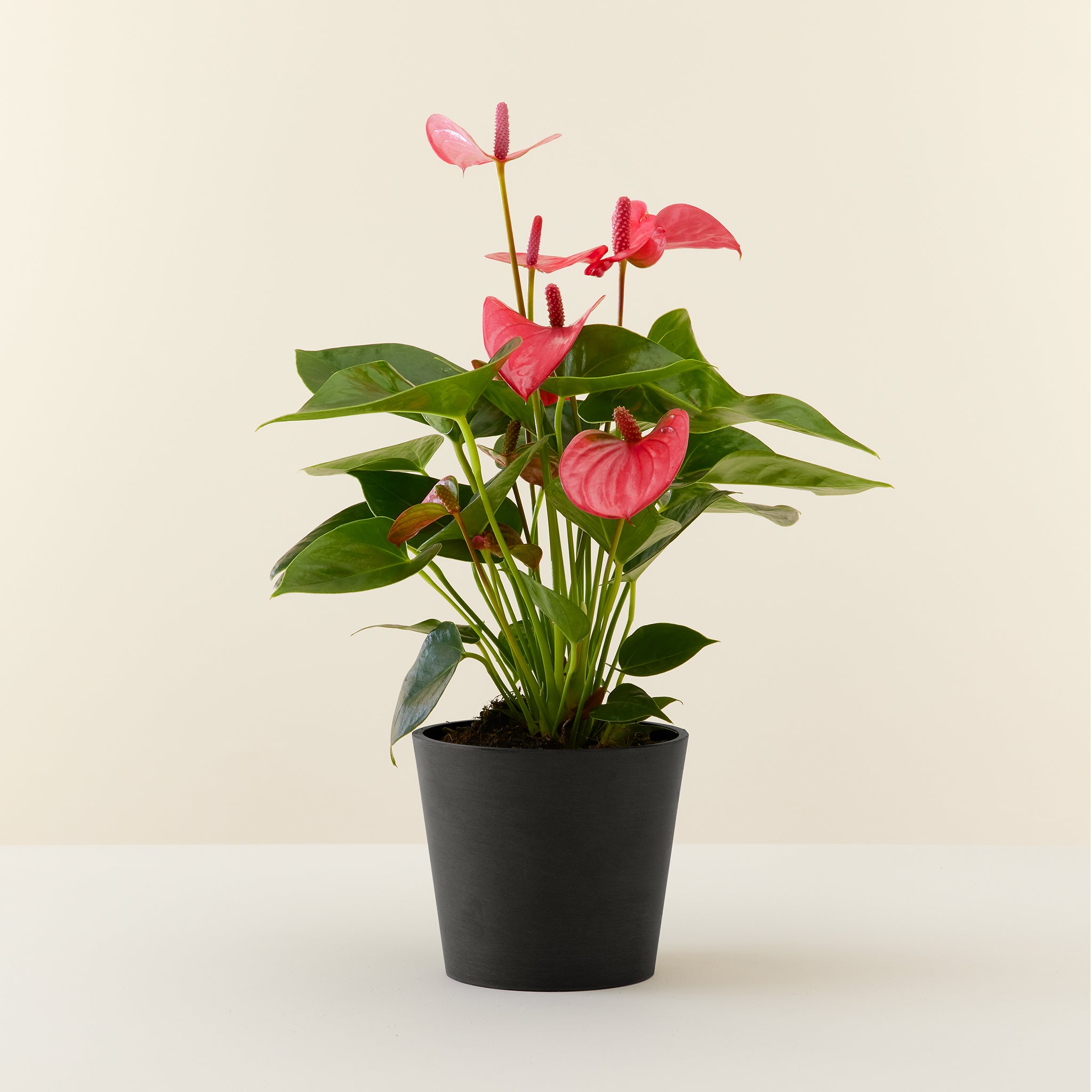 Anthurium Pink