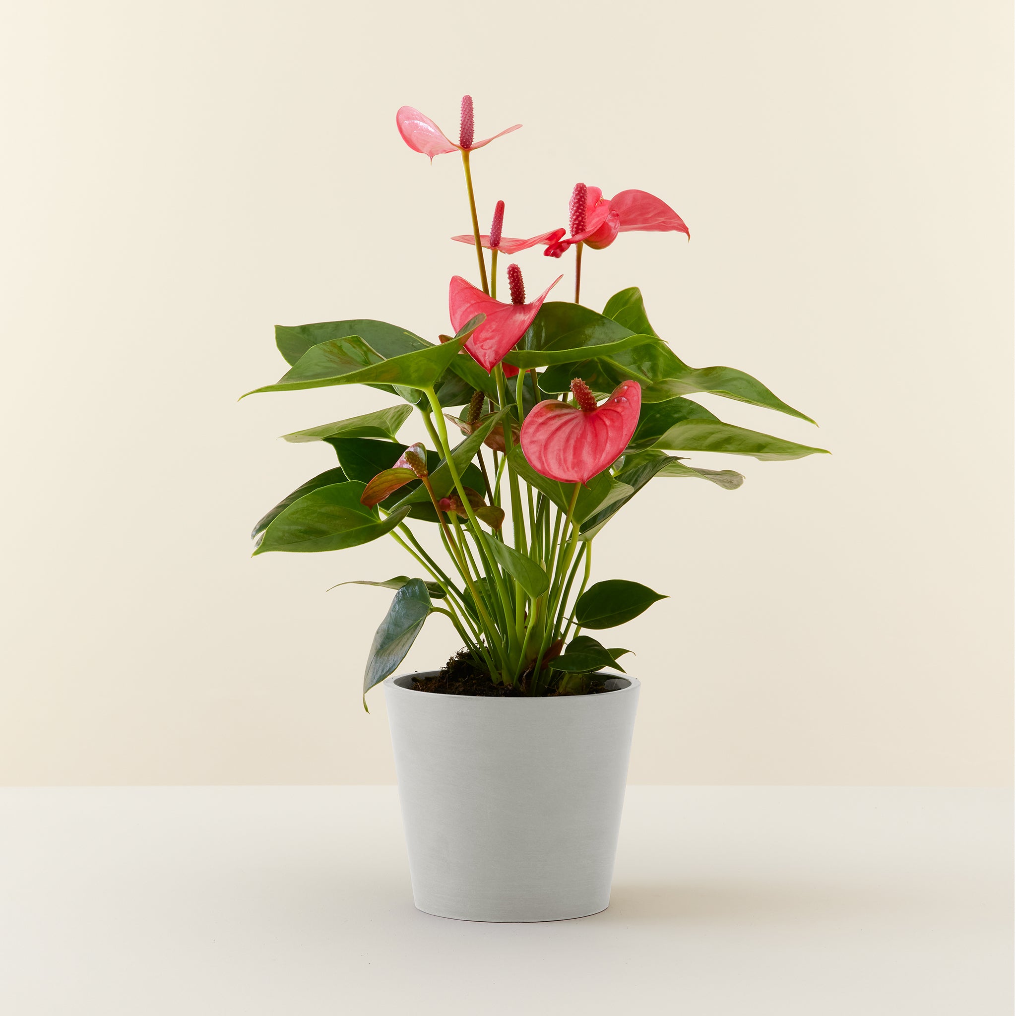 Anthurium Pink