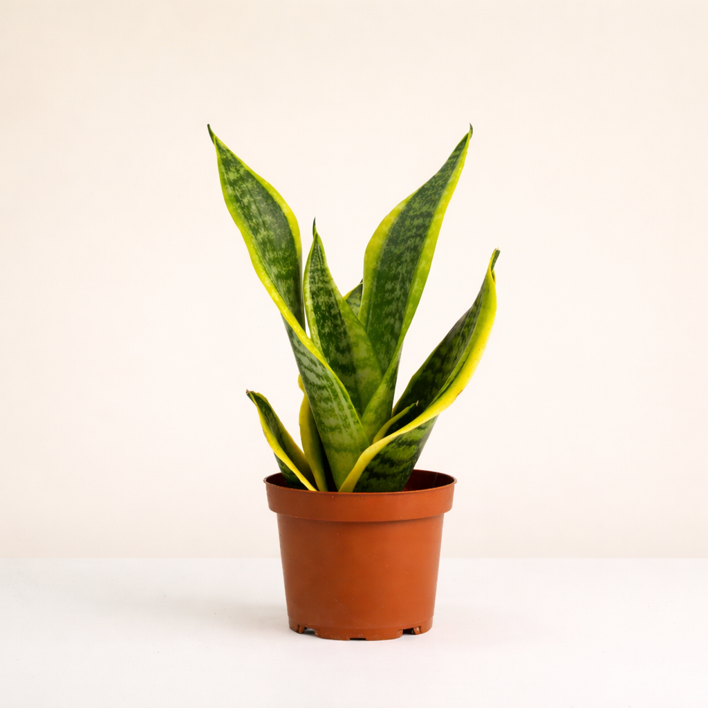 Snake Plant