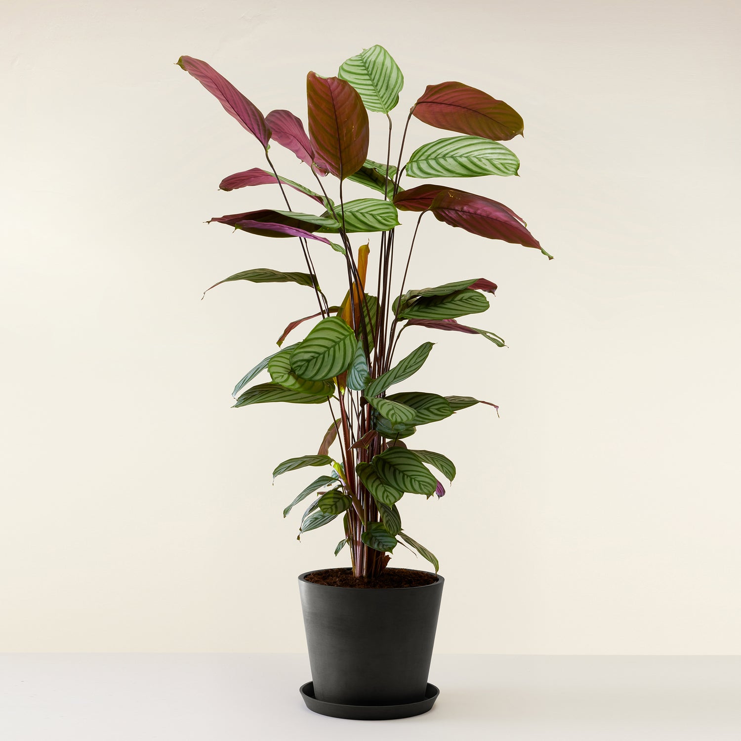 Calathea Oppenheimiana