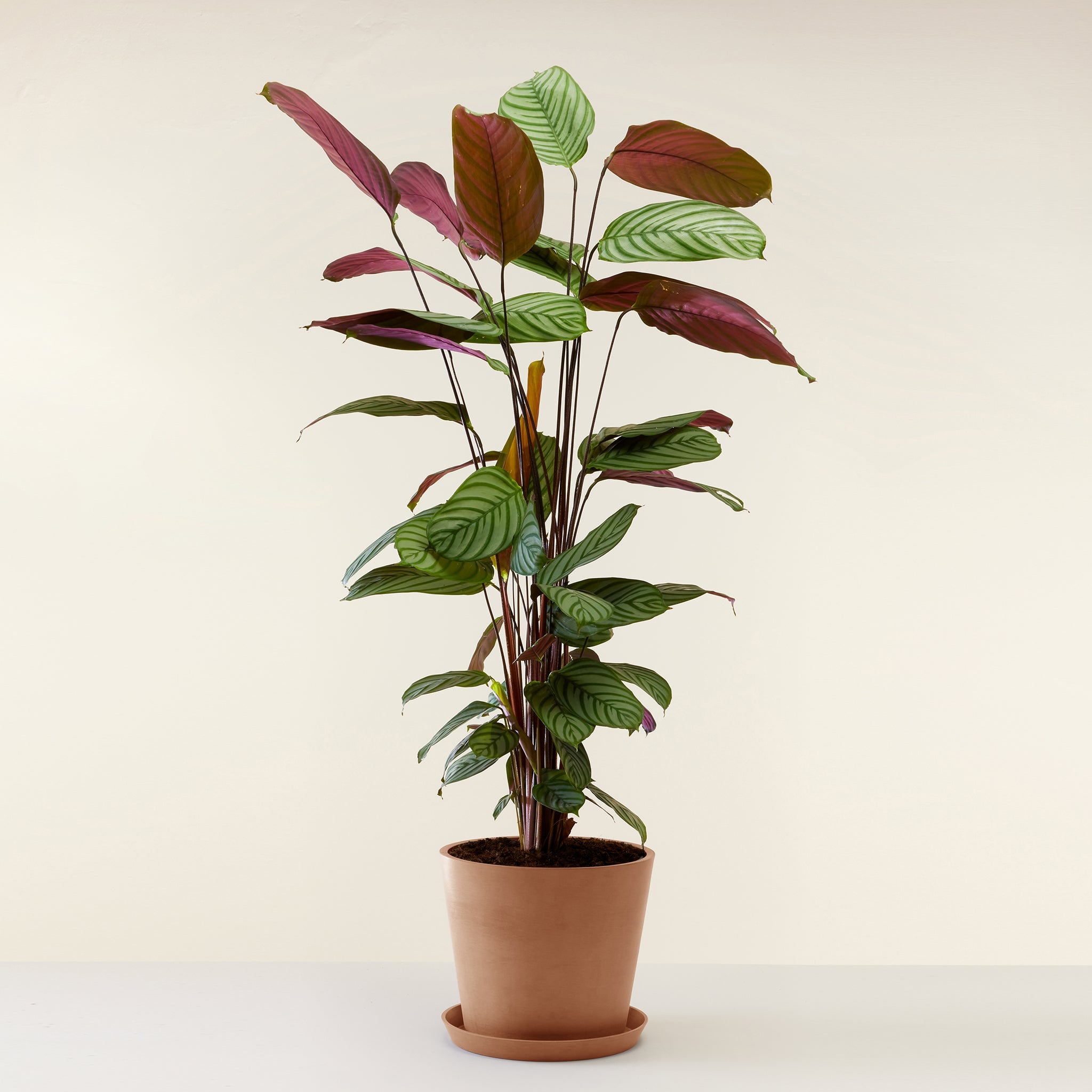 Calathea Oppenheimiana