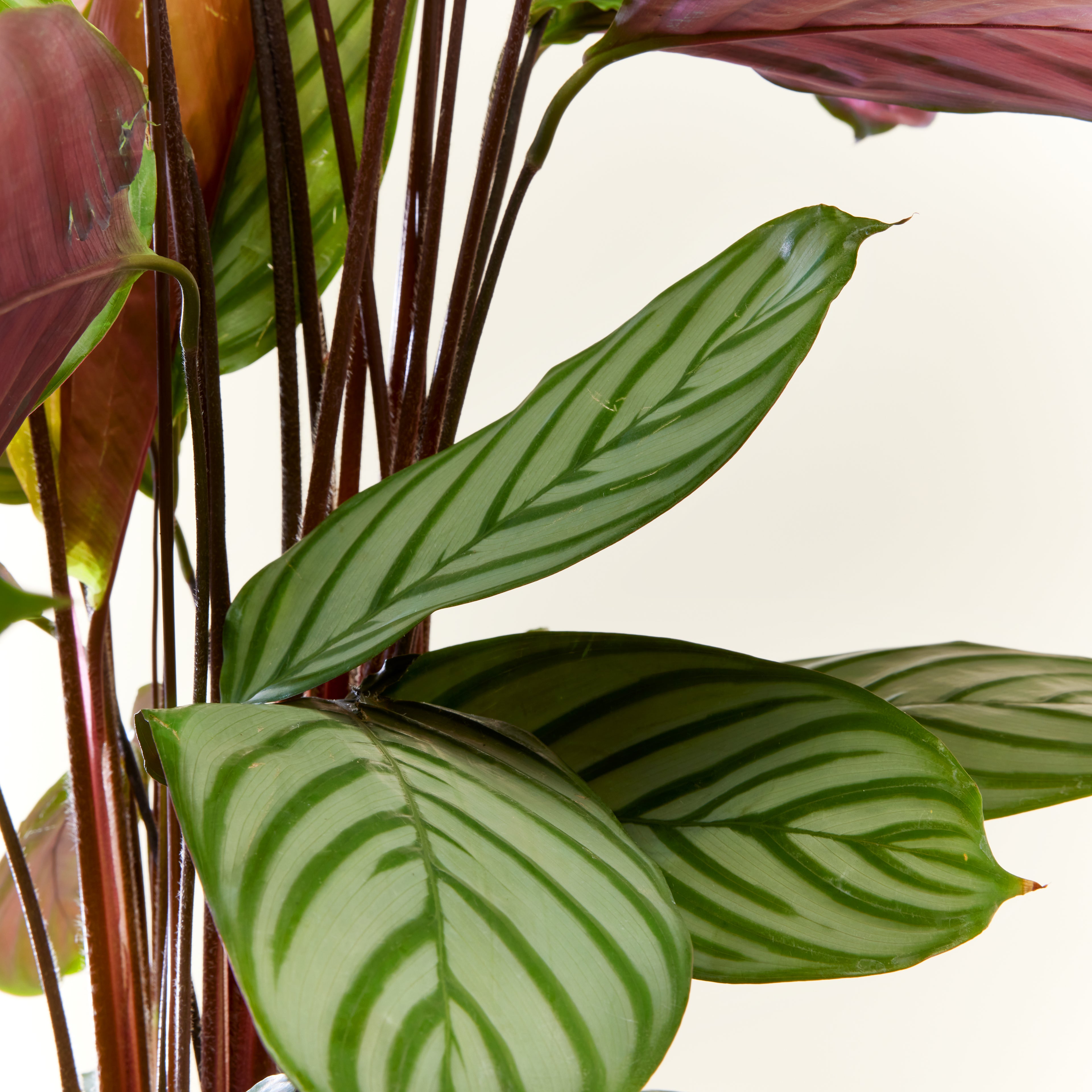 Calathea Oppenheimiana