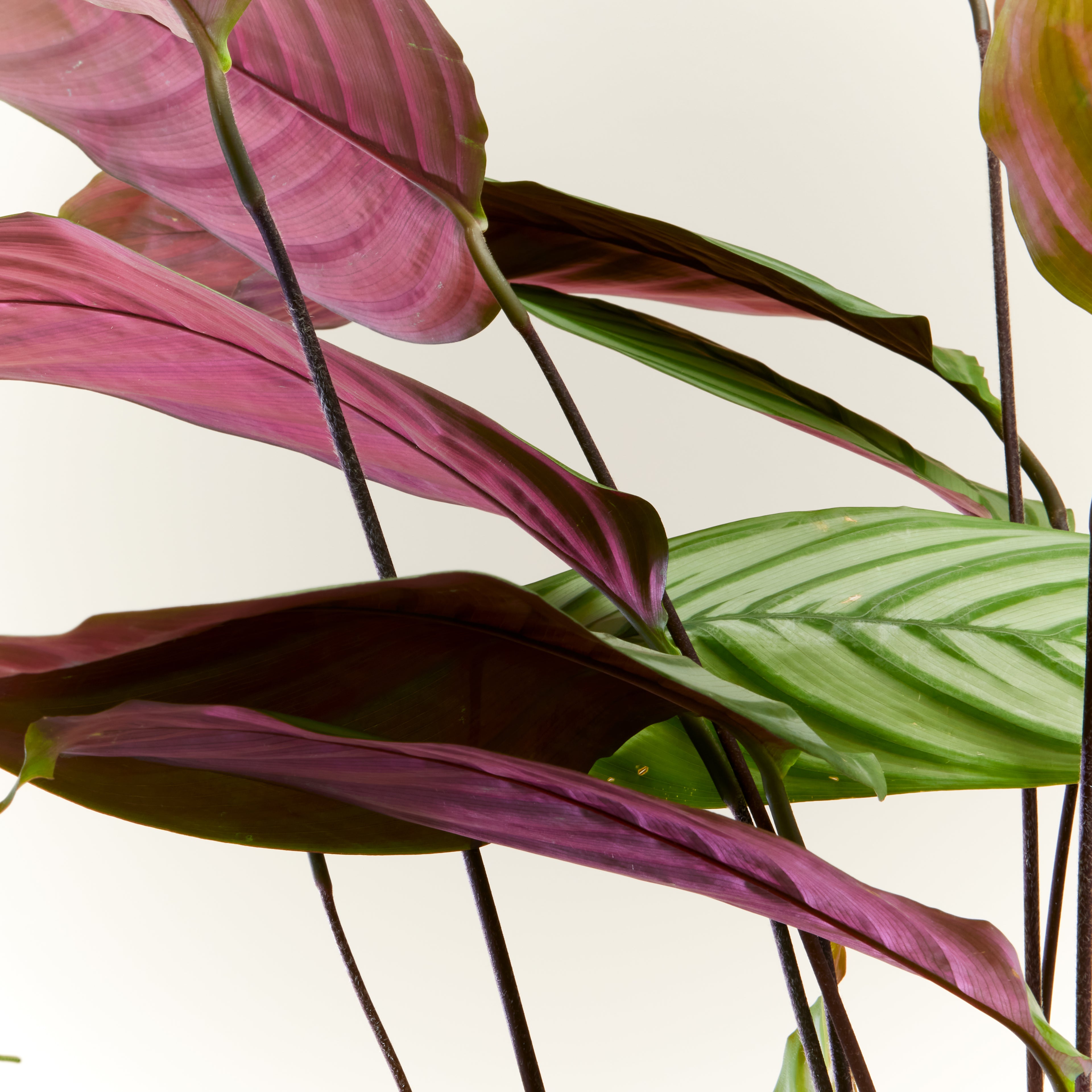 Calathea Oppenheimiana