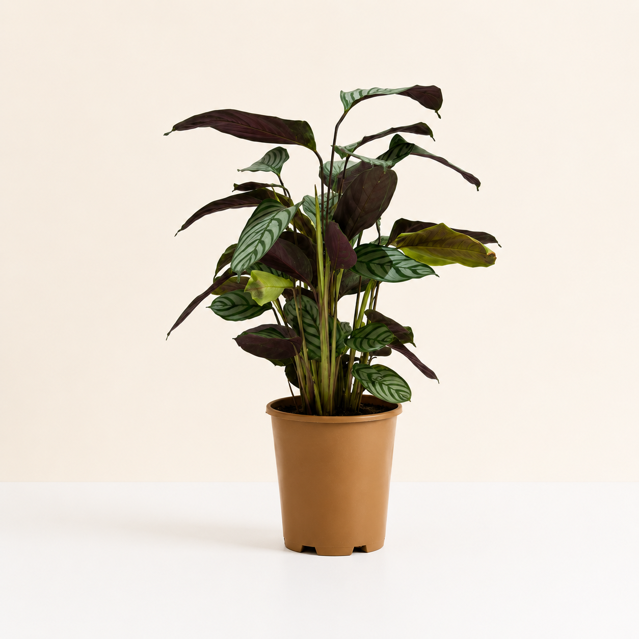 Calathea Oppenheimiana
