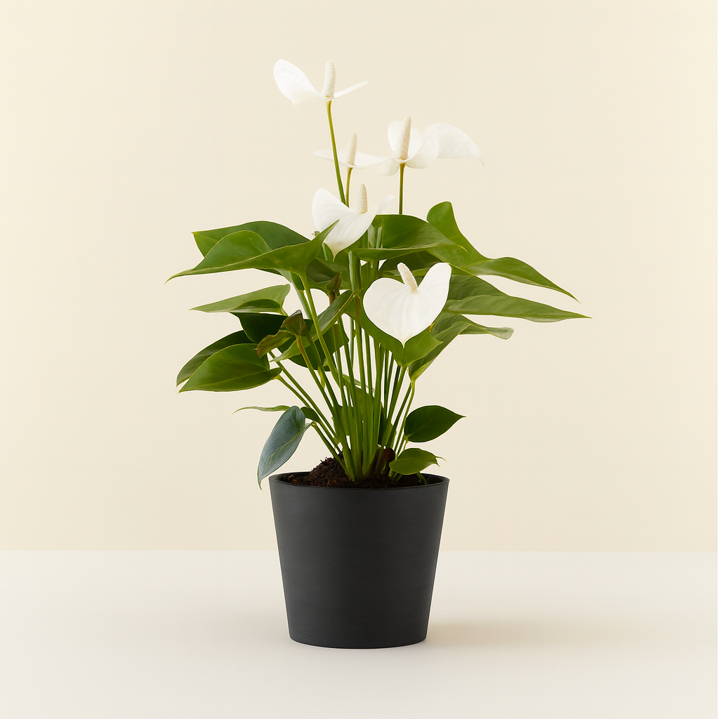 Anthurium White