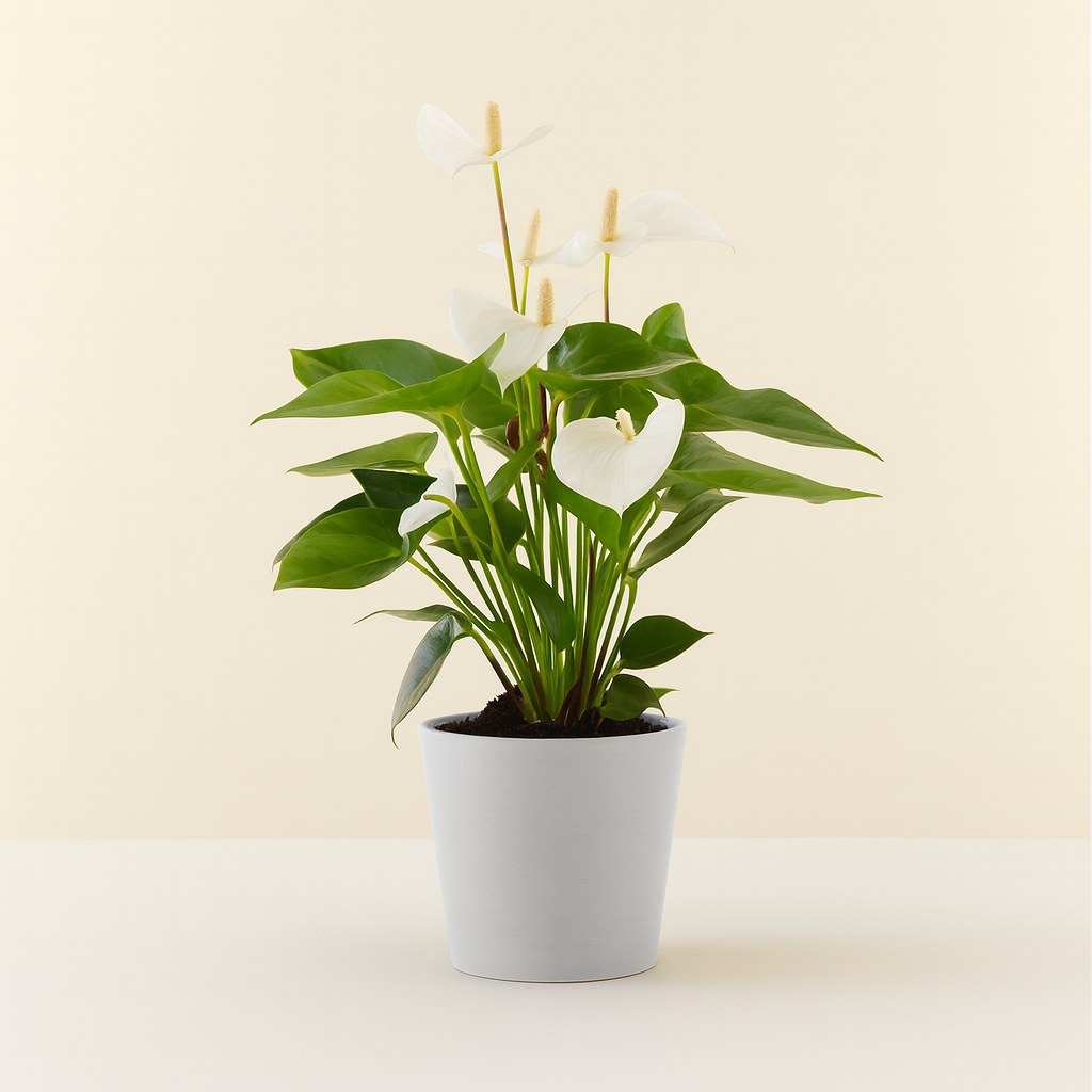 Anthurium White