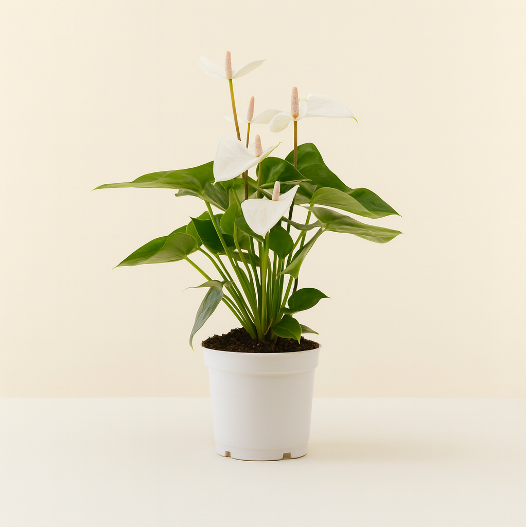 Anthurium White