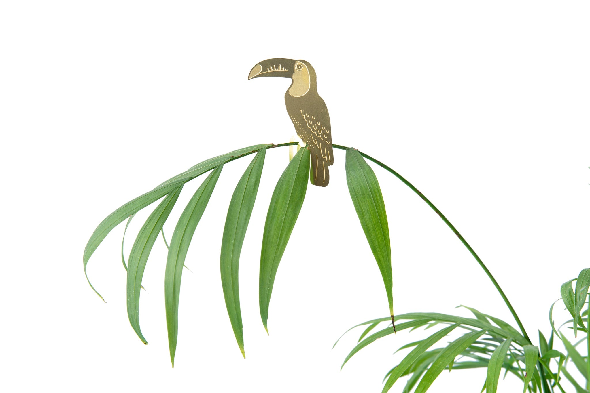 Plant Animals - Toucan