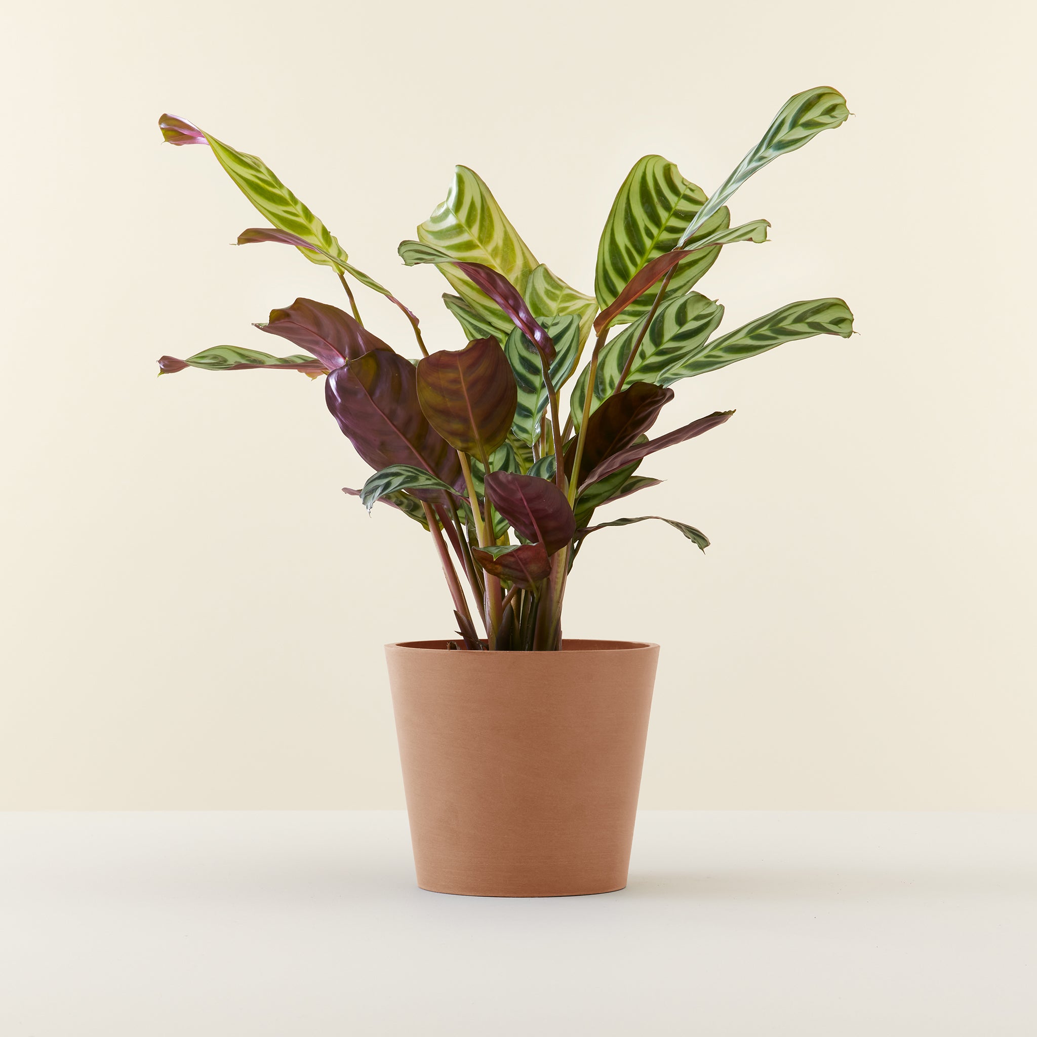 Ctenanthe Burle Marxii