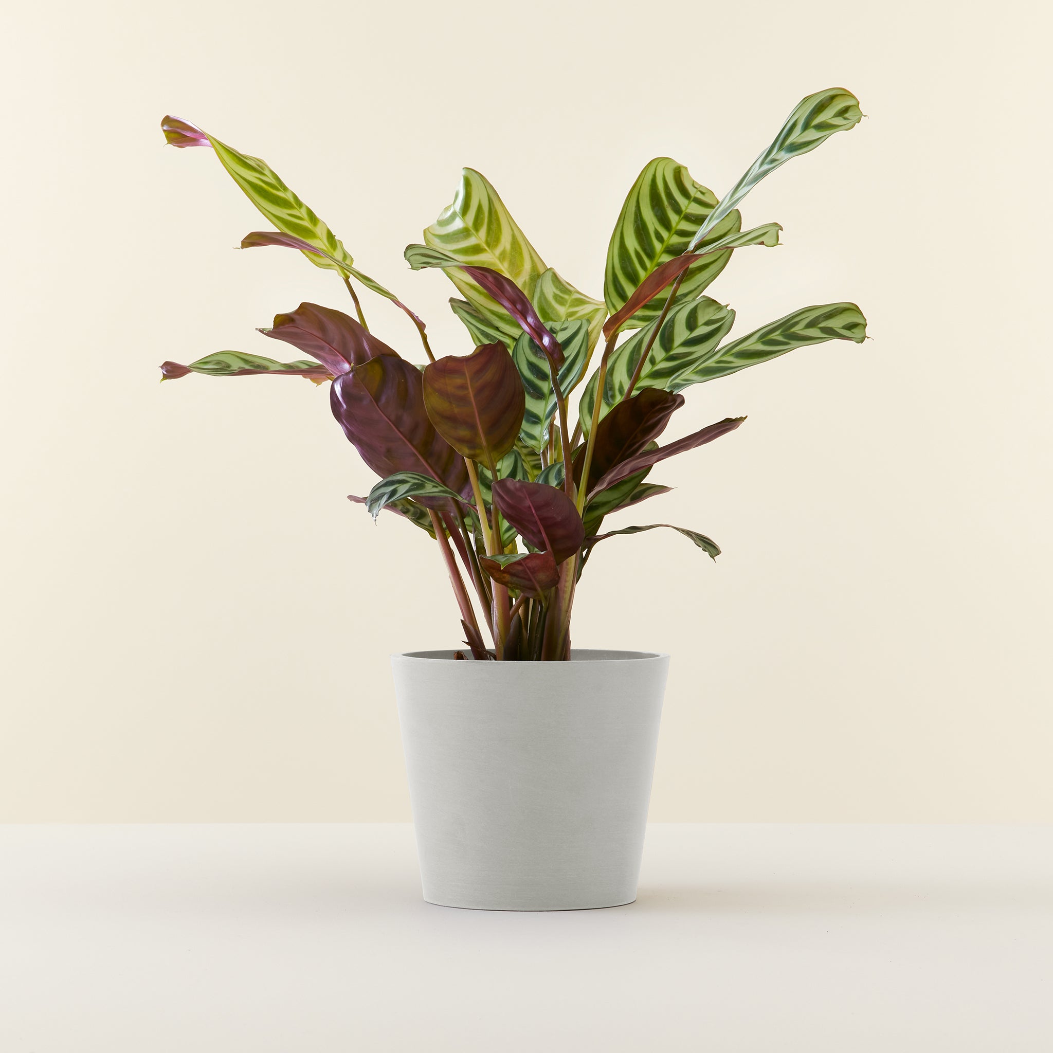 Ctenanthe Burle Marxii