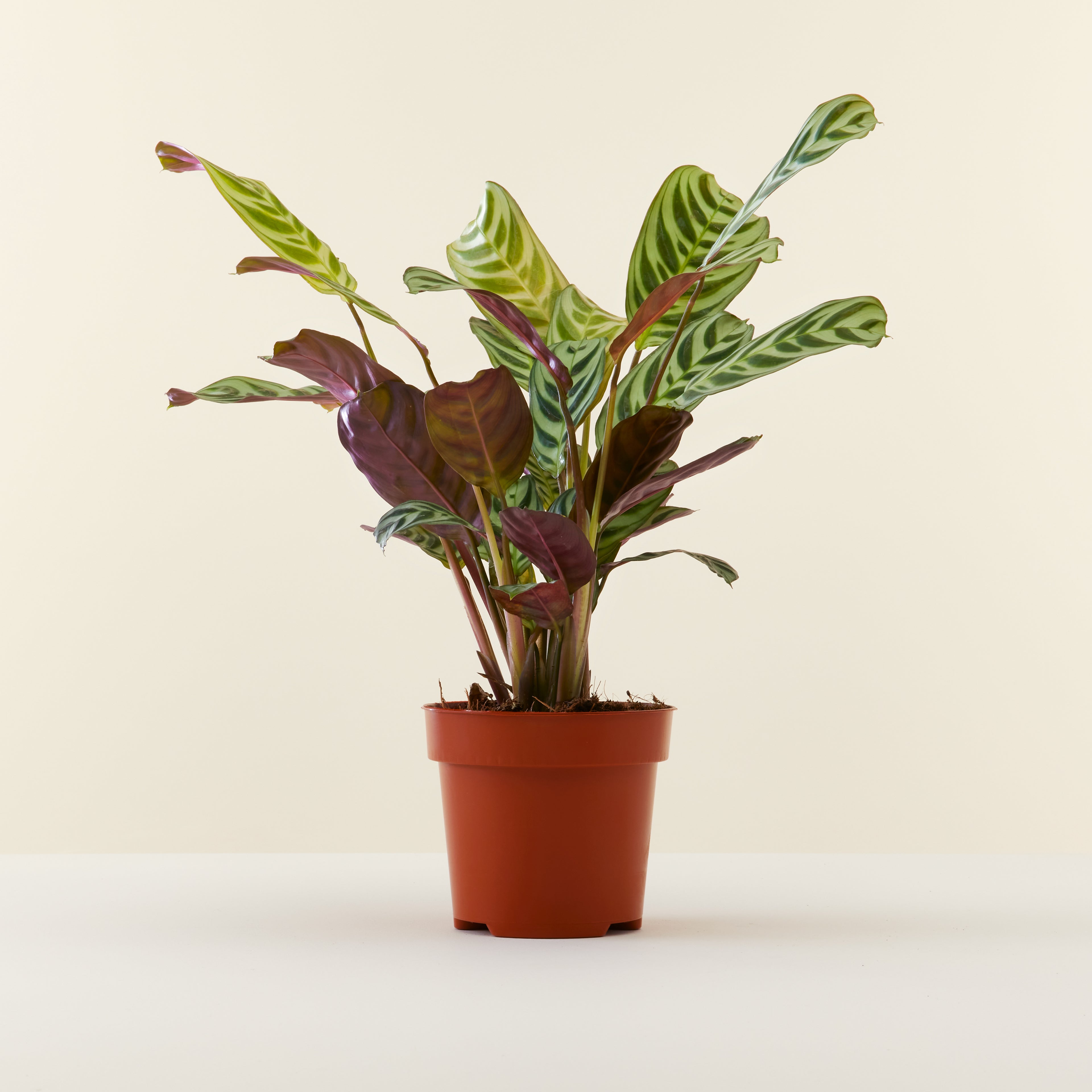 Ctenanthe Burle Marxii