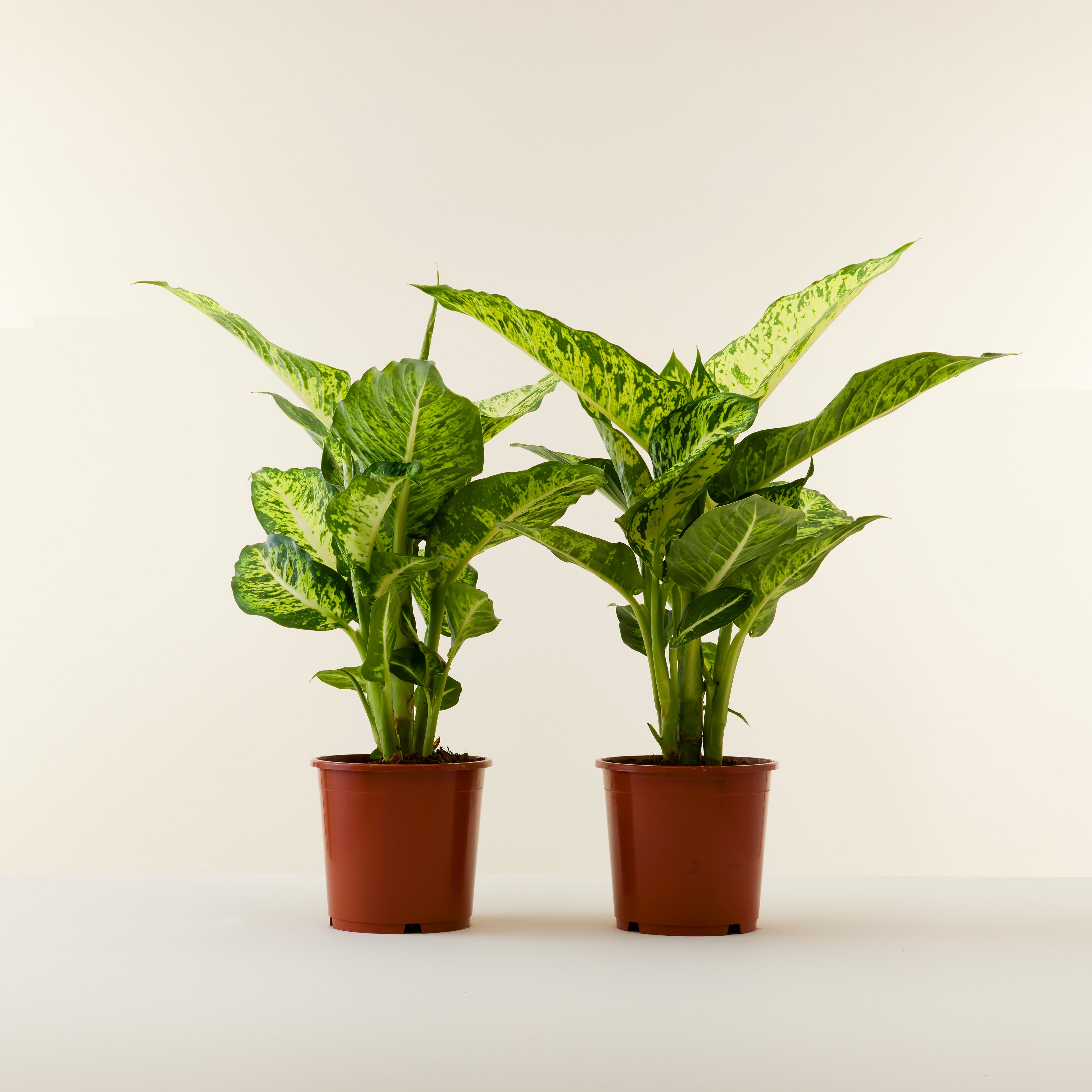 Dieffenbachia Sublime